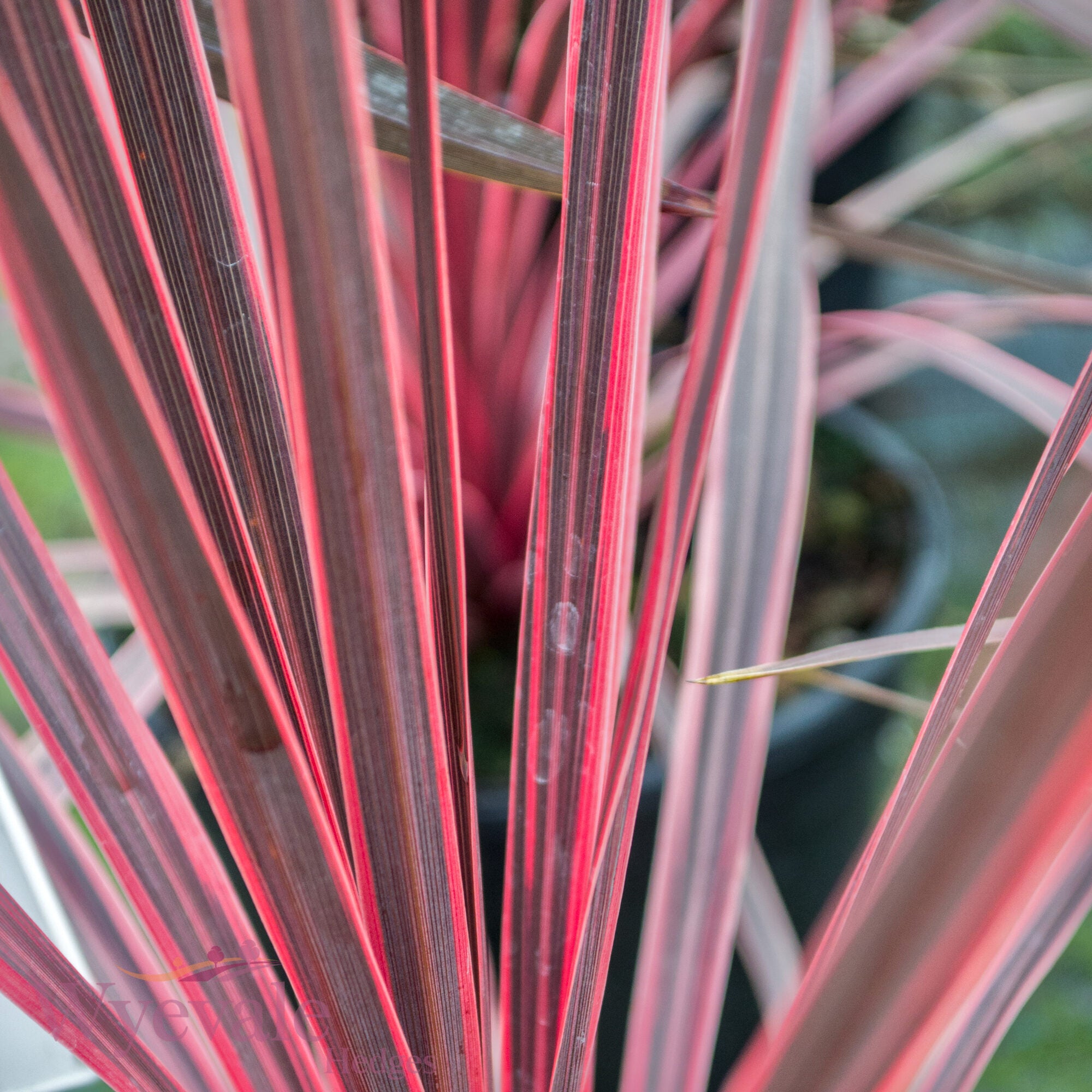 Cordyline australis (Cabbage Tree) 'Charlie Boy'