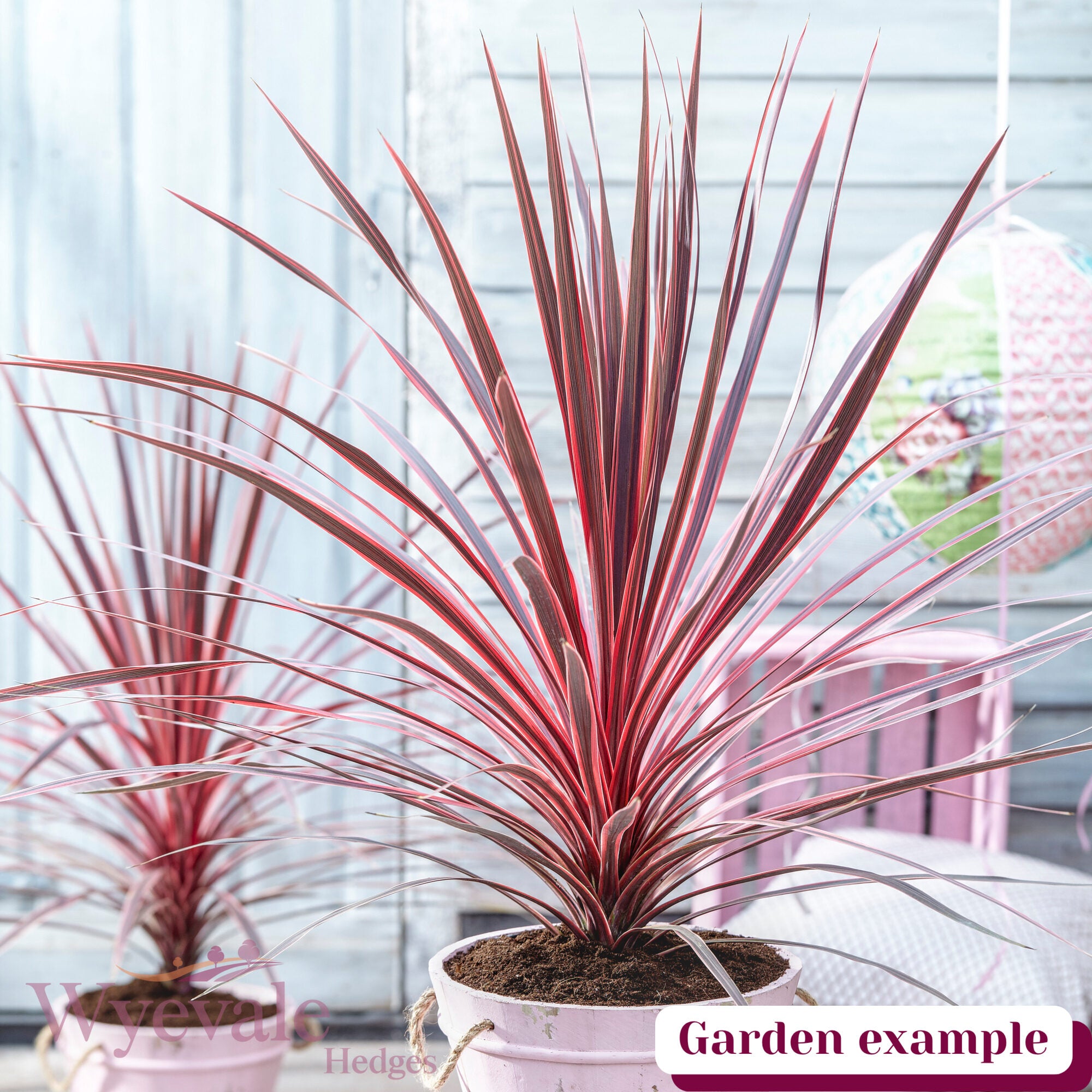 Cordyline australis (Cabbage Tree) 'Charlie Boy'