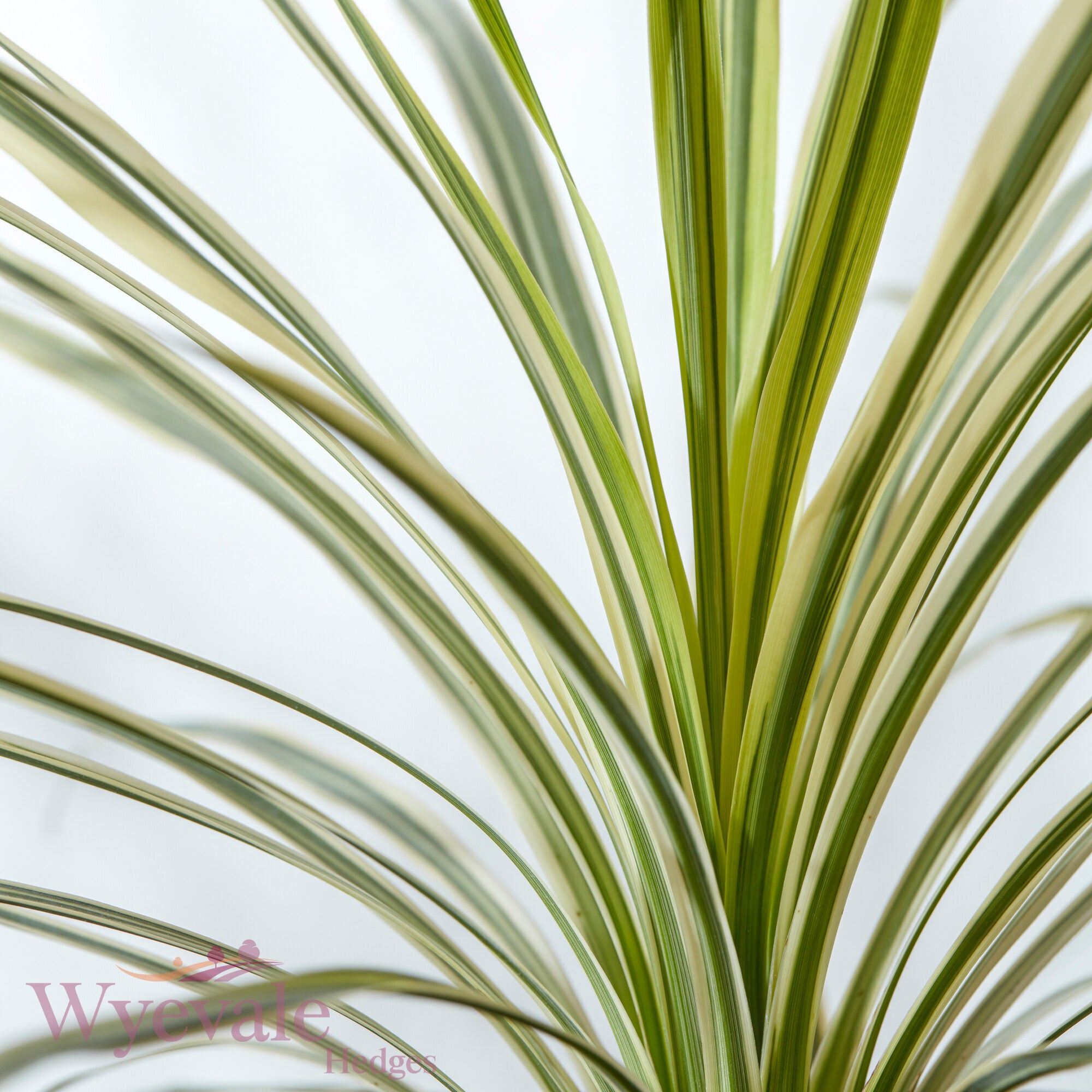 Cordyline australis (Cabbage Tree) 'Lime Passion'
