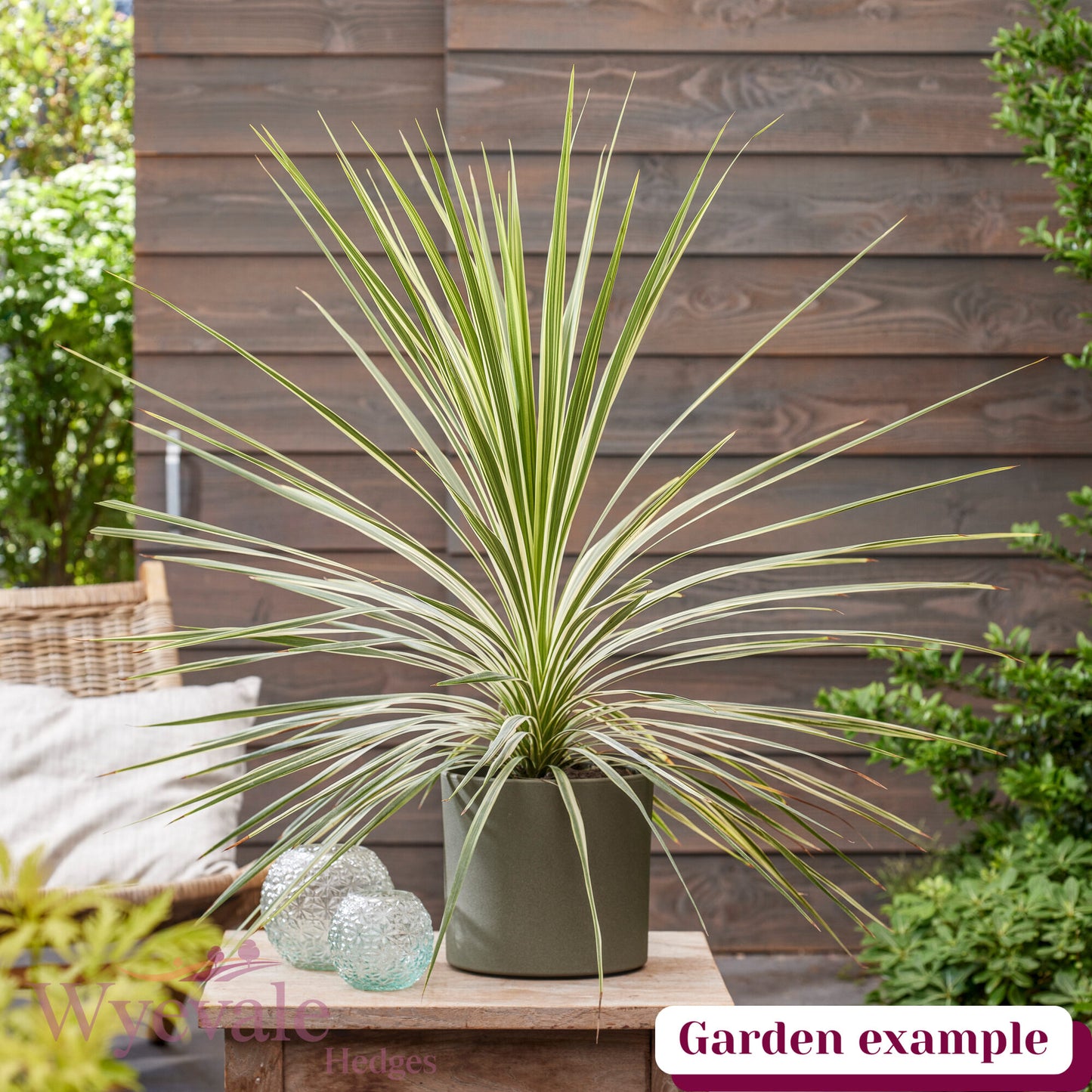 Cordyline australis (Cabbage Tree) 'Lime Passion'