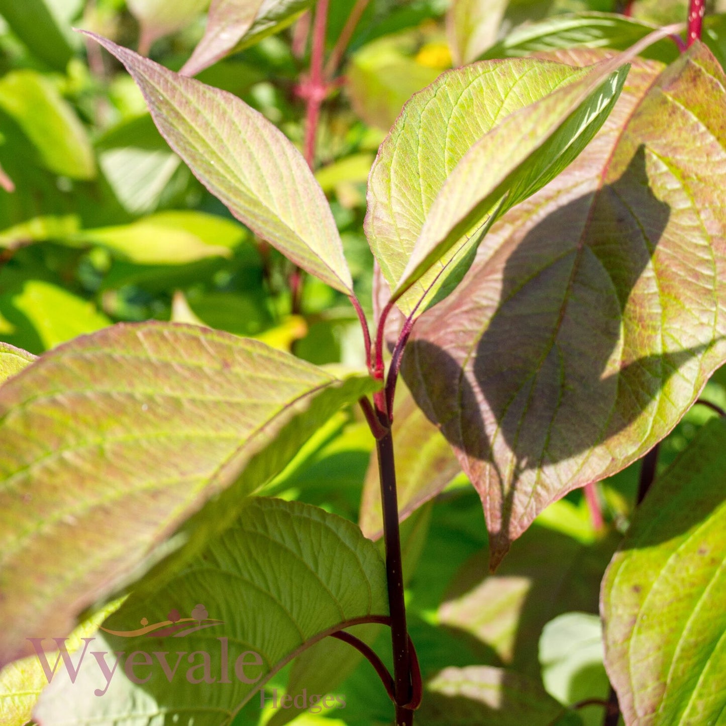 Cornus alba (Siberian Dogwood) 'Sibirica'