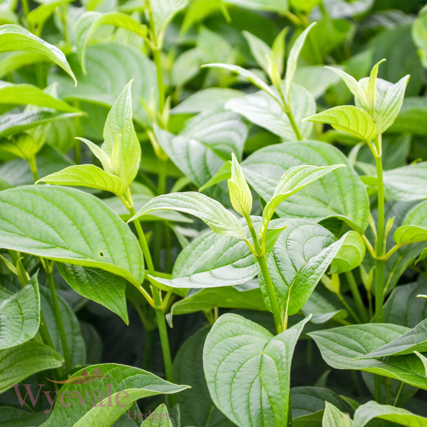 Cornus sericea (Red osier dogwood) 'Flaviramea'