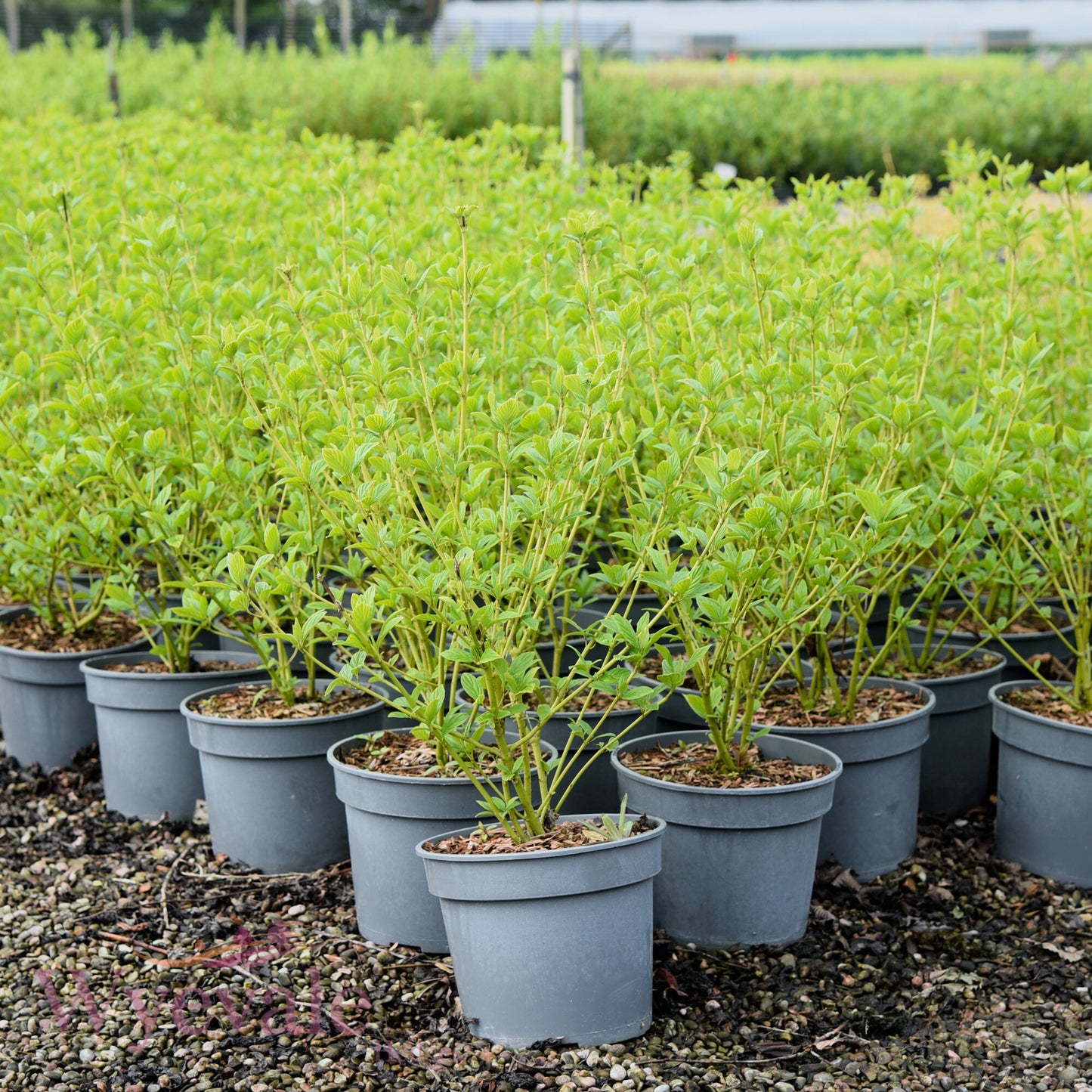 Cornus sericea (Red osier dogwood) 'Flaviramea'
