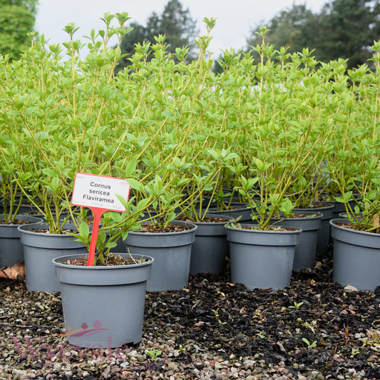 Cornus sericea (Red osier dogwood) 'Flaviramea'