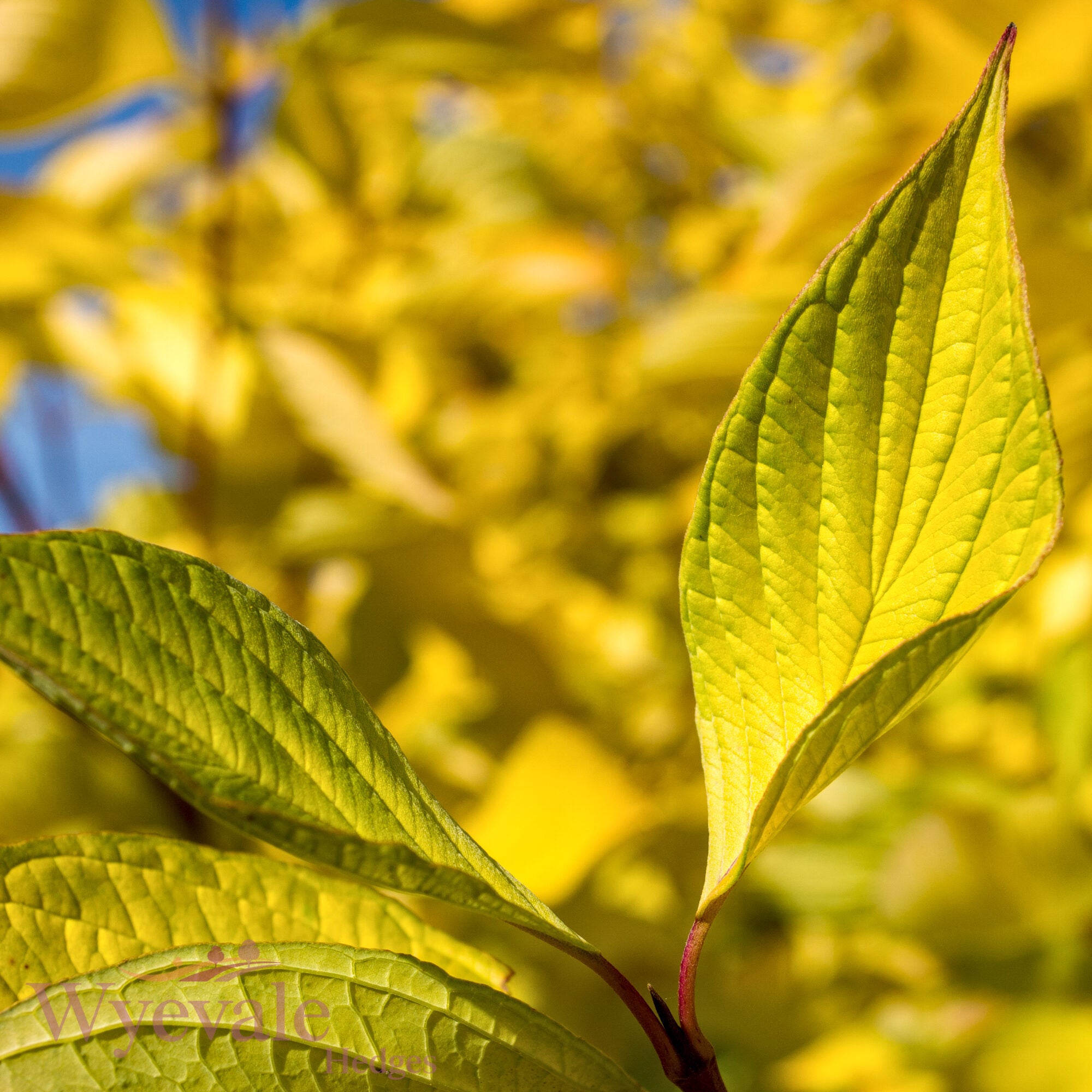 Cornus alba (Red-Barked Dogwood Aurea) 'Aurea'