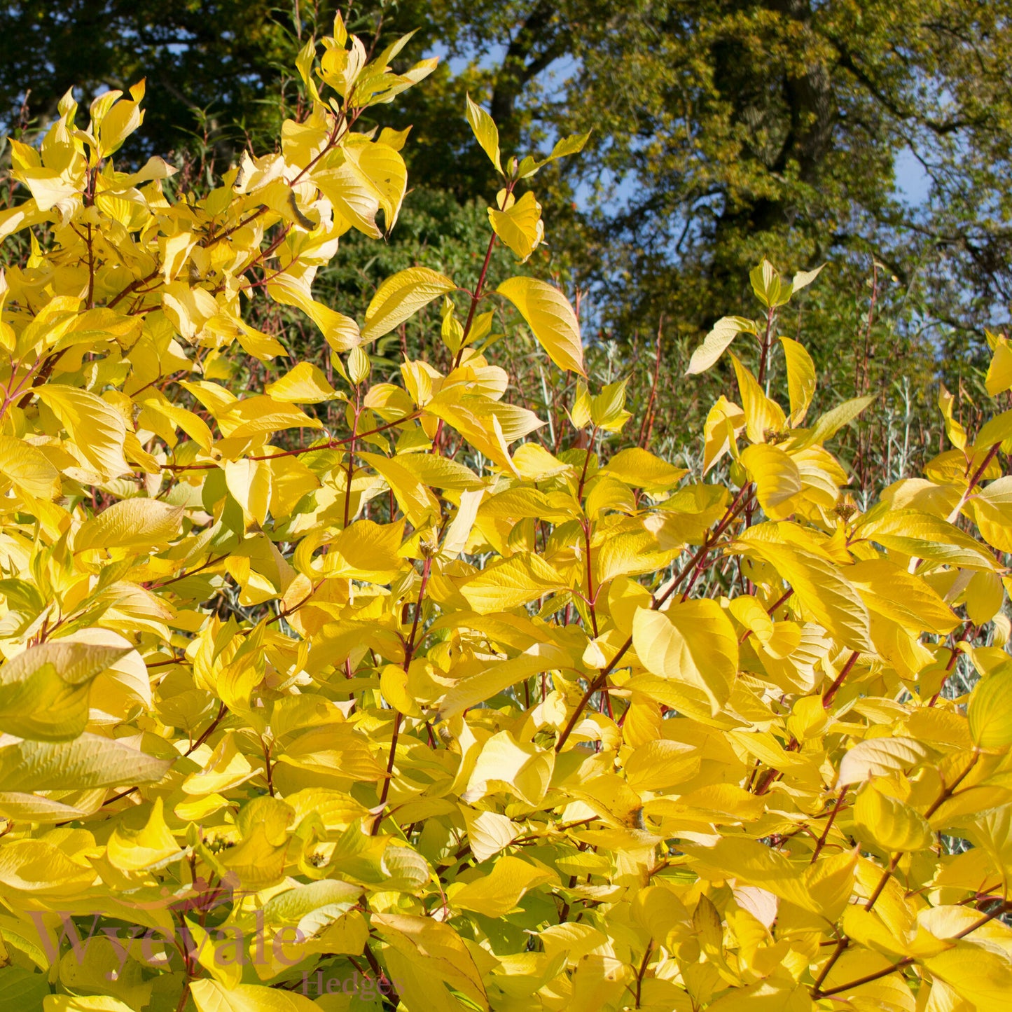 Cornus alba (Red-Barked Dogwood Aurea) 'Aurea'