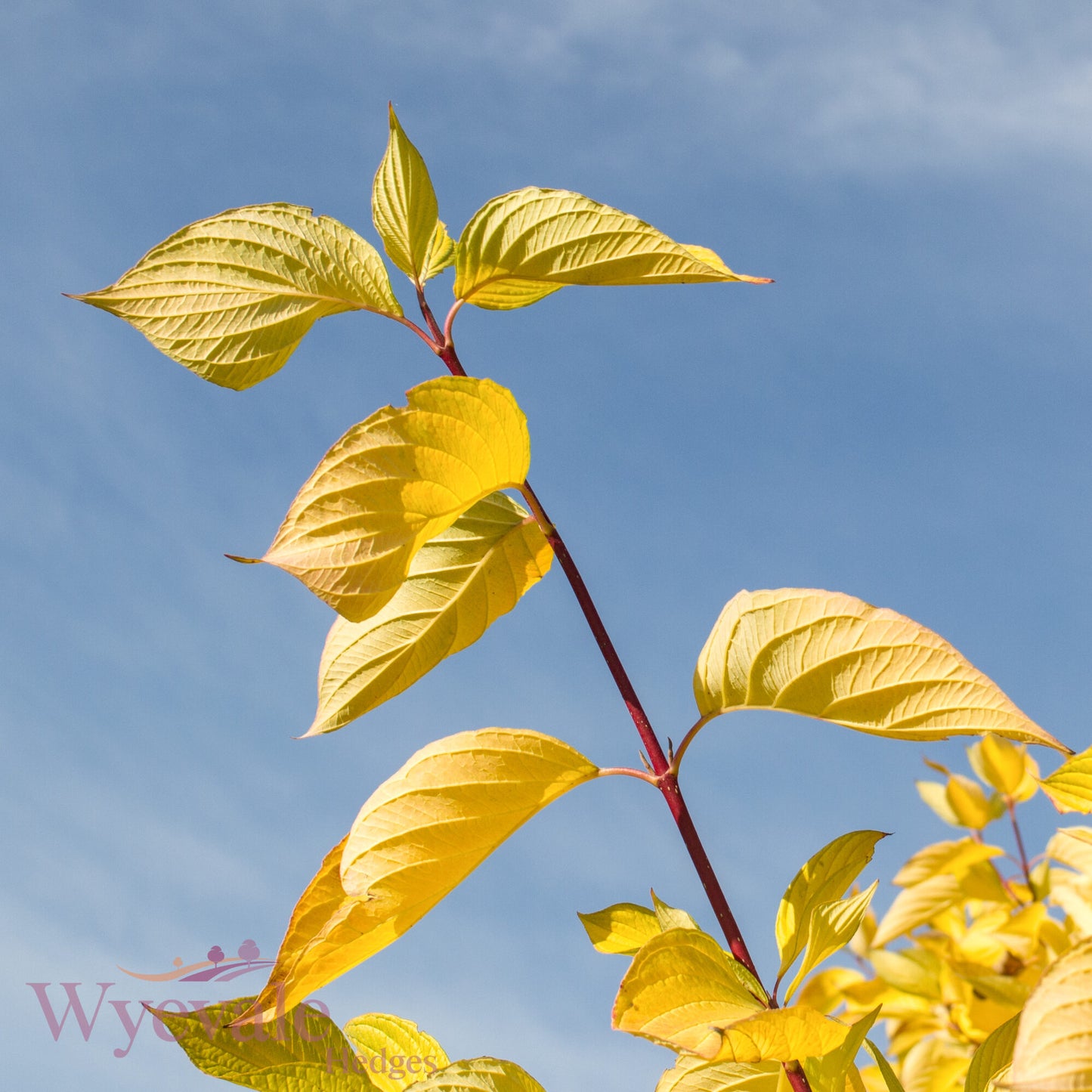 Cornus alba (Red-Barked Dogwood Aurea) 'Aurea'