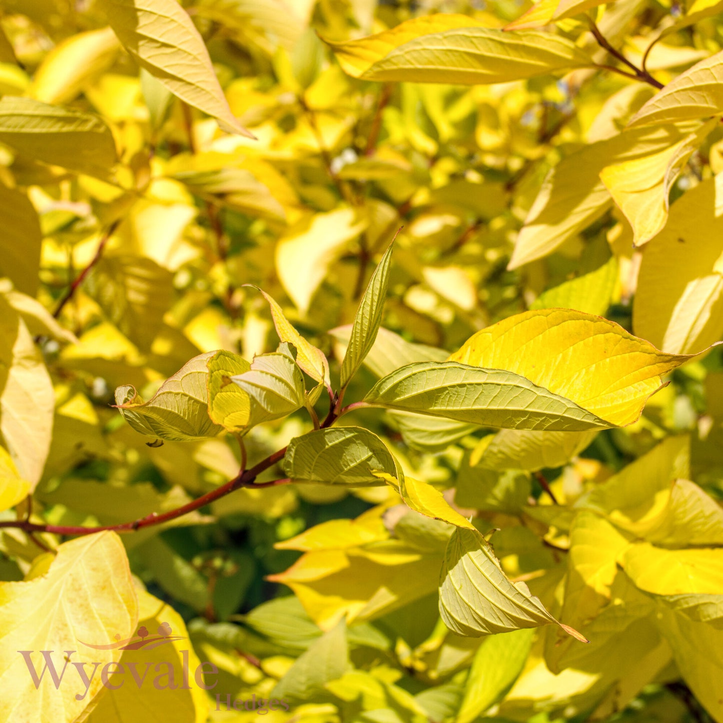 Cornus alba (Red-Barked Dogwood Aurea) 'Aurea'
