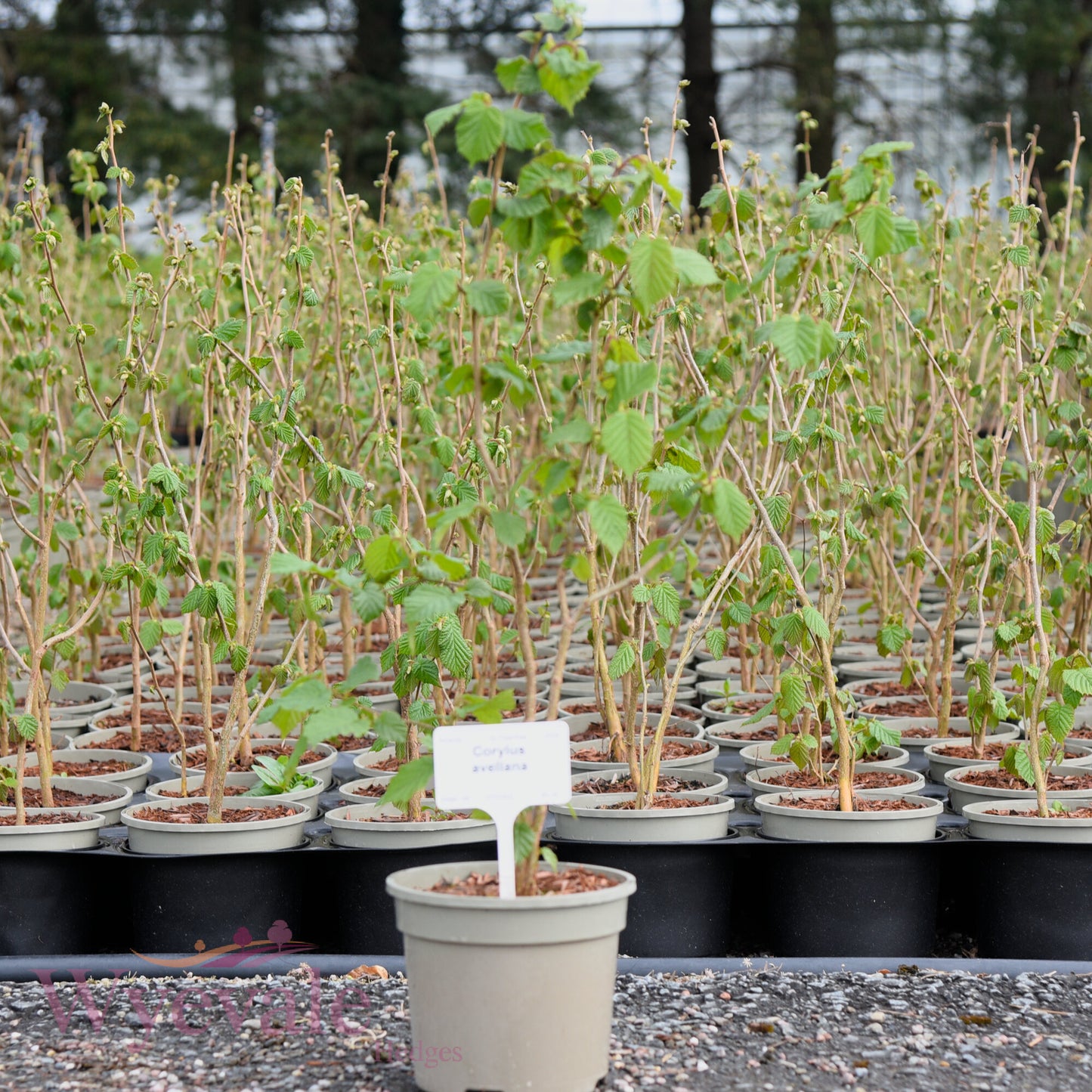 Corylus avellana (Hazel)