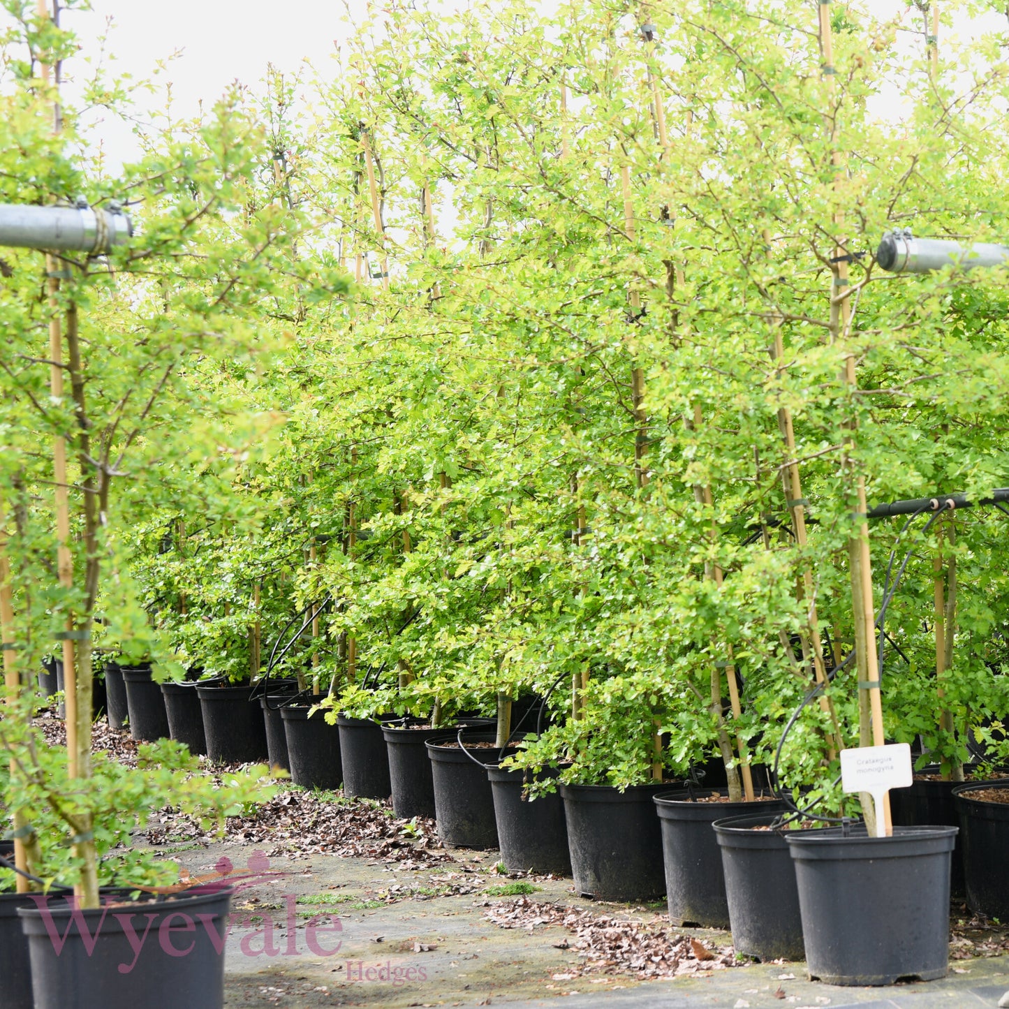 Crataegus monogyna (Hawthorn)