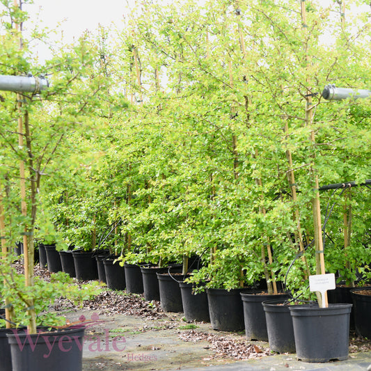 Crataegus monogyna (Hawthorn)