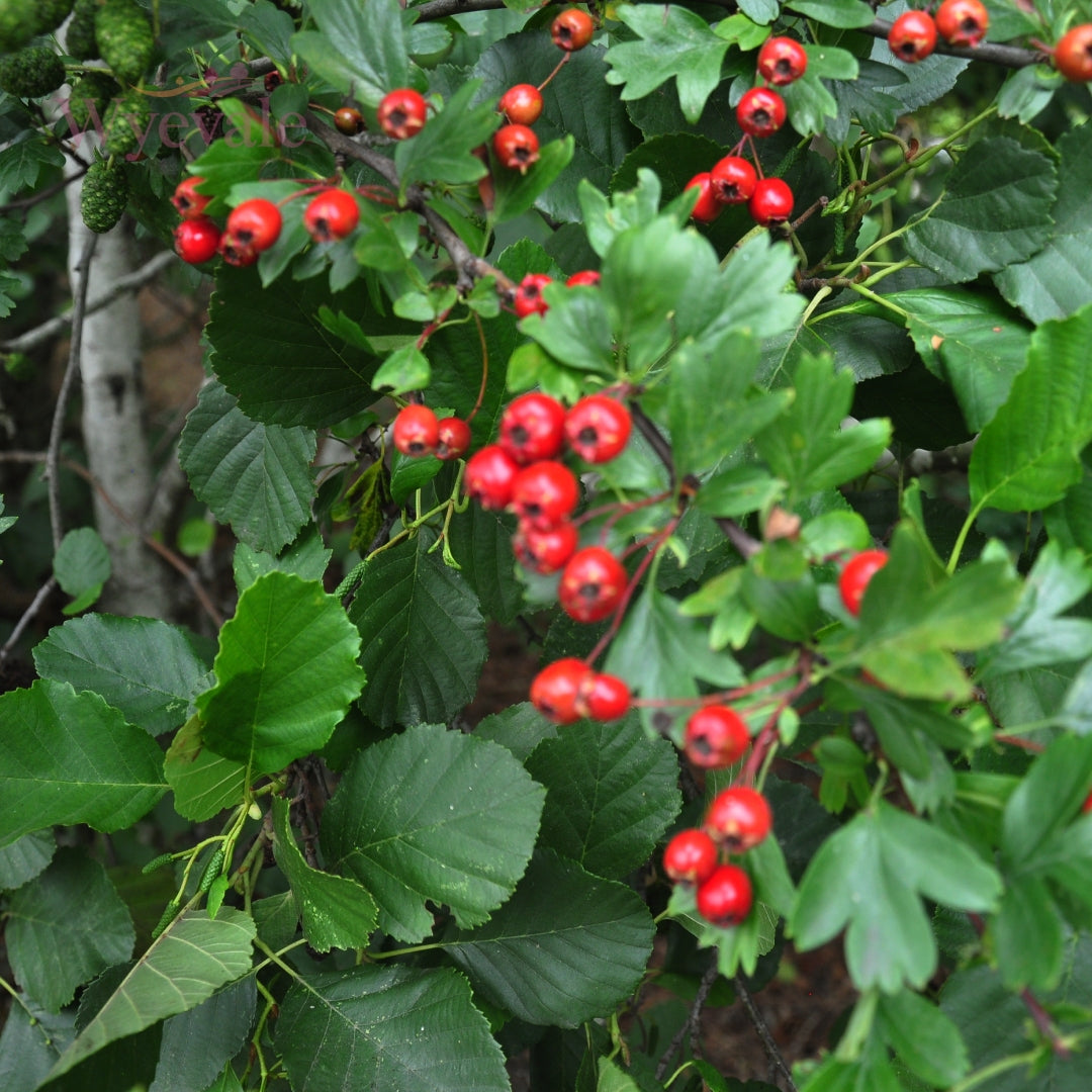 Bareroot Native Wildlife Mix