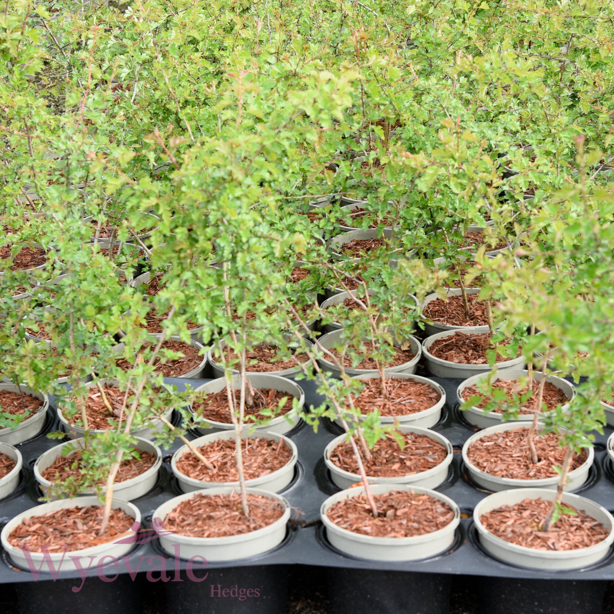 Crataegus monogyna (Hawthorn)