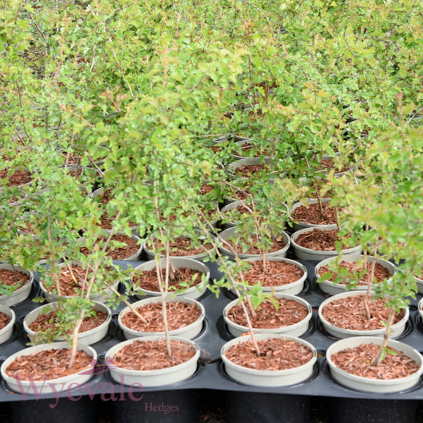 Crataegus monogyna (Hawthorn)