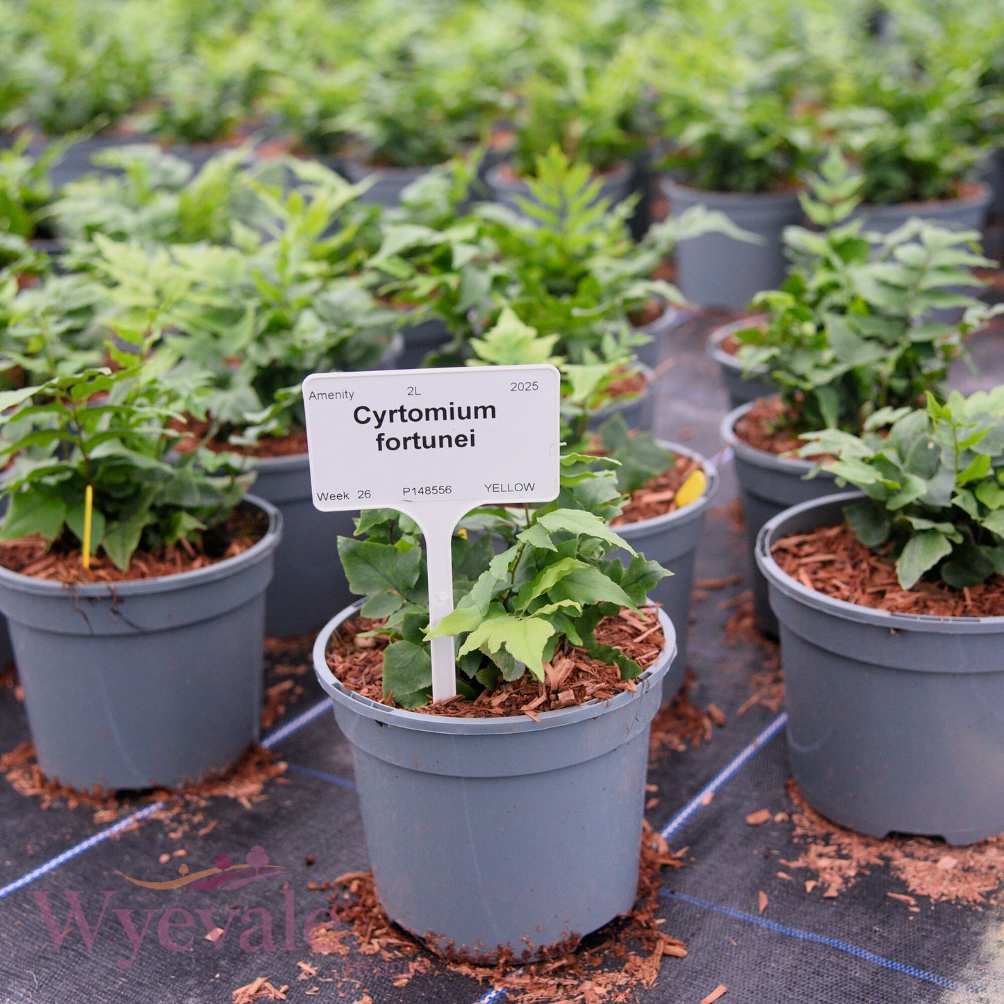 Cyrtomium fortunei (Japanese Holly Fern)