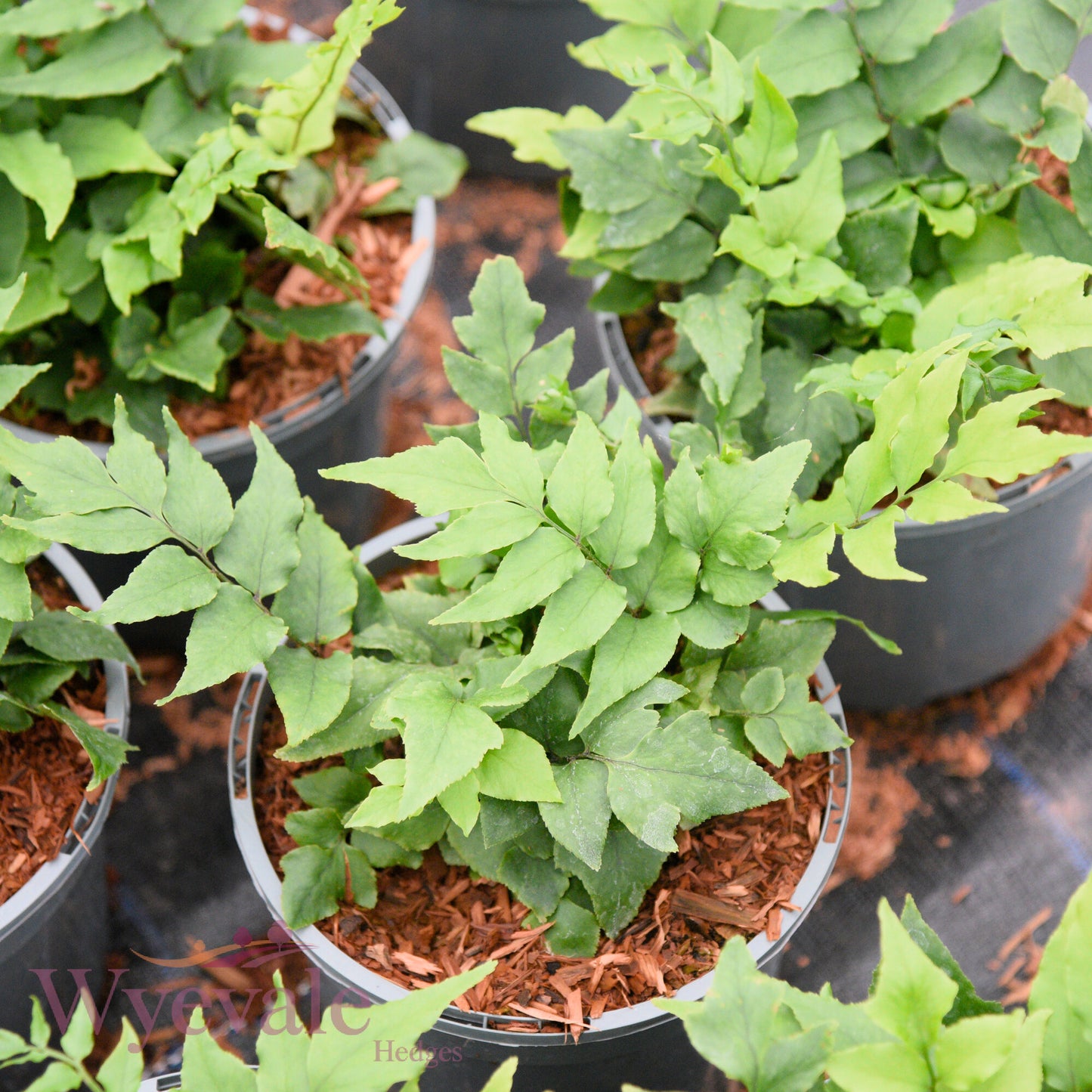 Cyrtomium fortunei (Japanese Holly Fern)