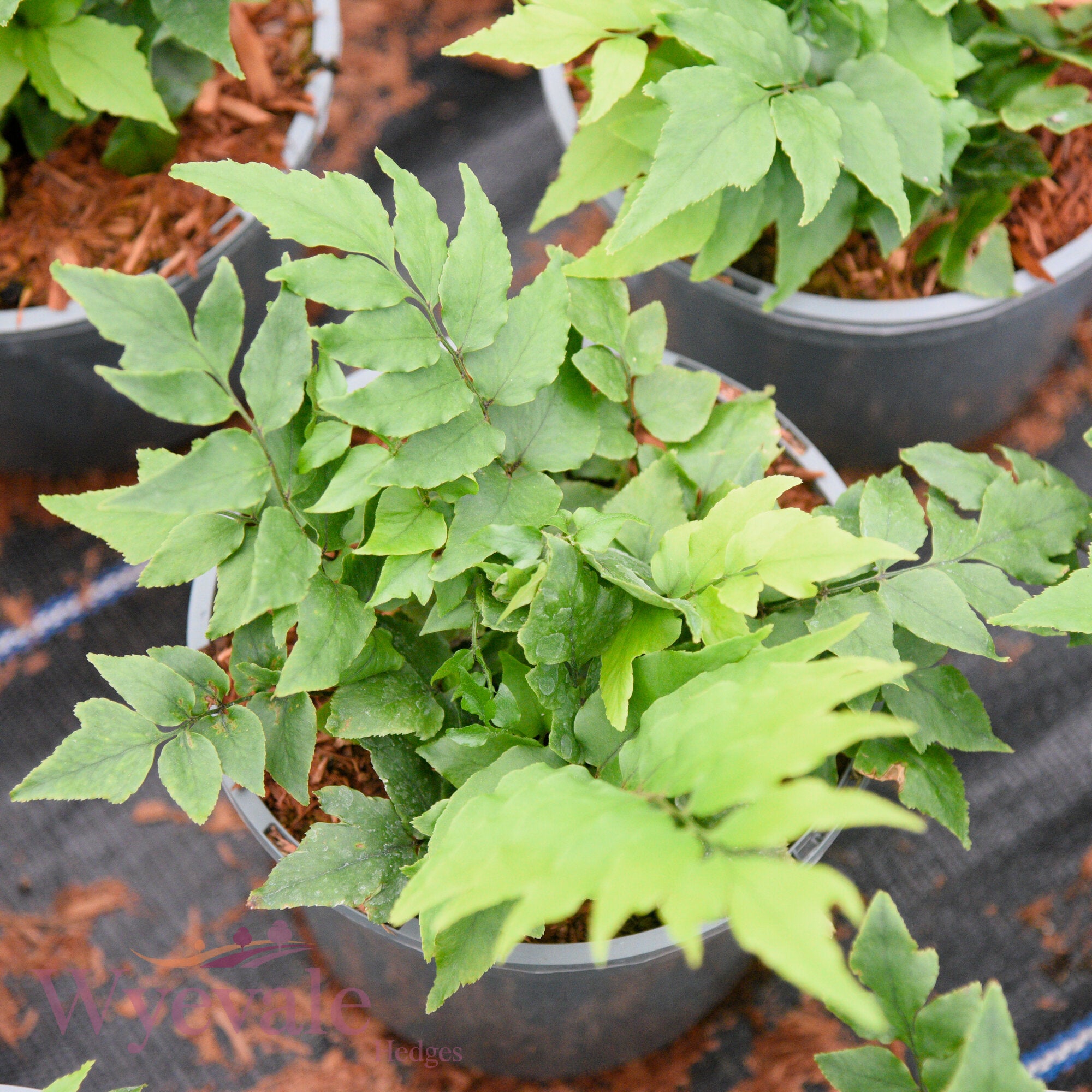 Cyrtomium fortunei (Japanese Holly Fern)
