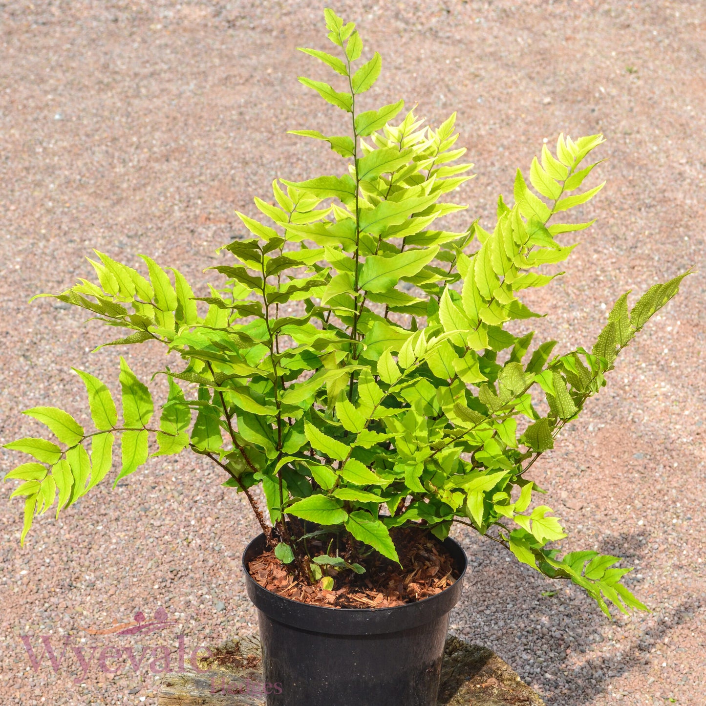 Cyrtomium fortunei (Japanese Holly Fern)