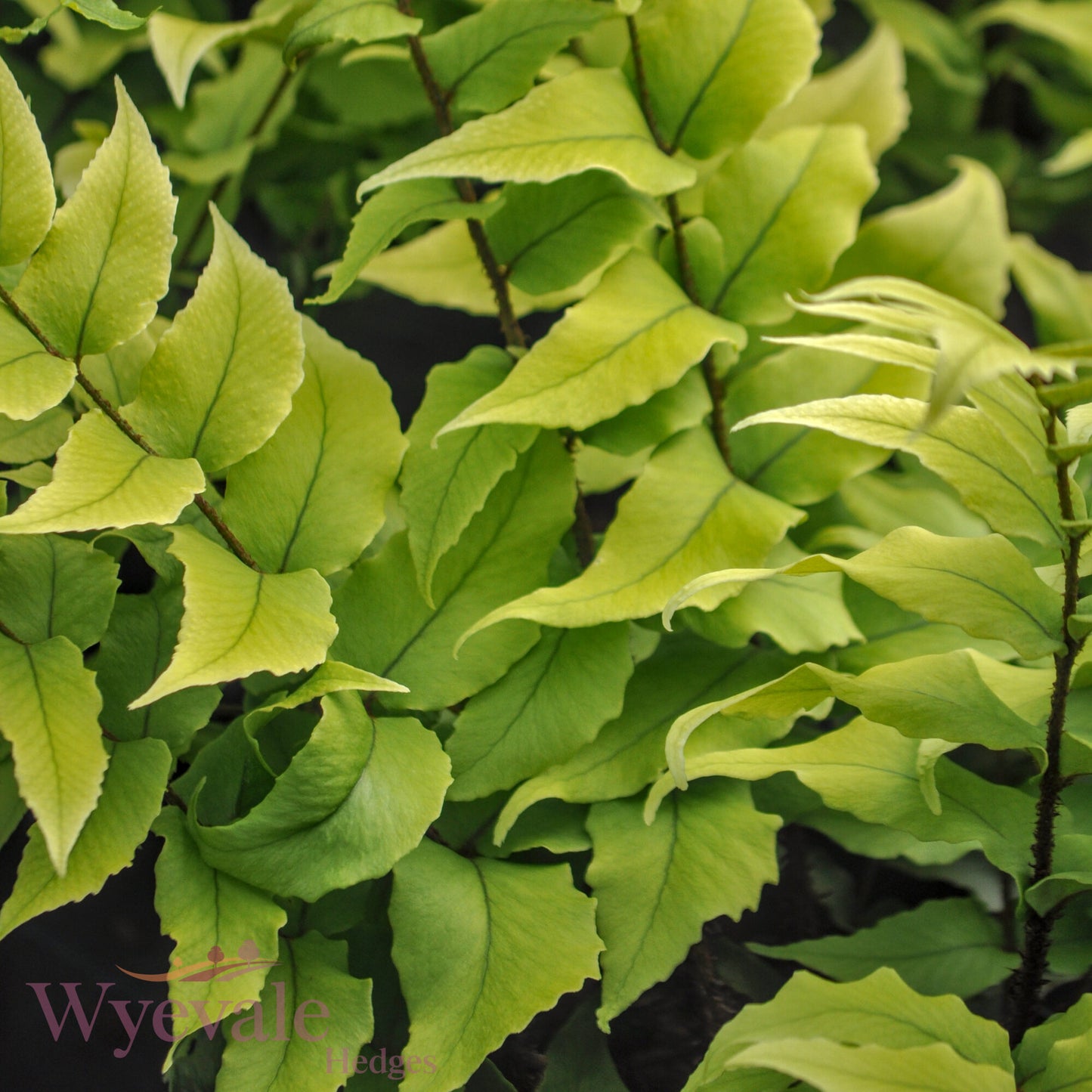 Cyrtomium fortunei (Japanese Holly Fern)