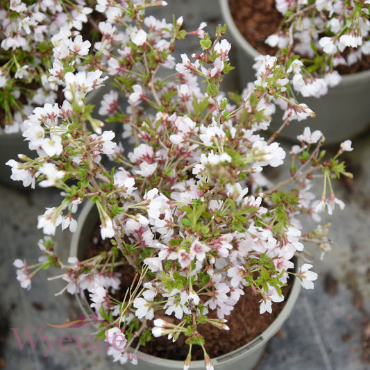 Prunus incisa (Fuji Cherry) 'Kojo-no-mai'