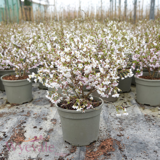 Prunus incisa (Fuji Cherry) 'Kojo-no-mai'