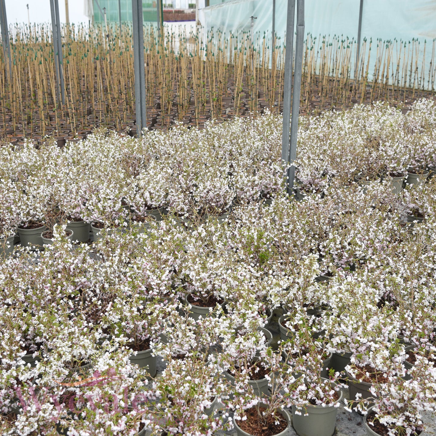 Prunus incisa (Fuji Cherry) 'Kojo-no-mai'