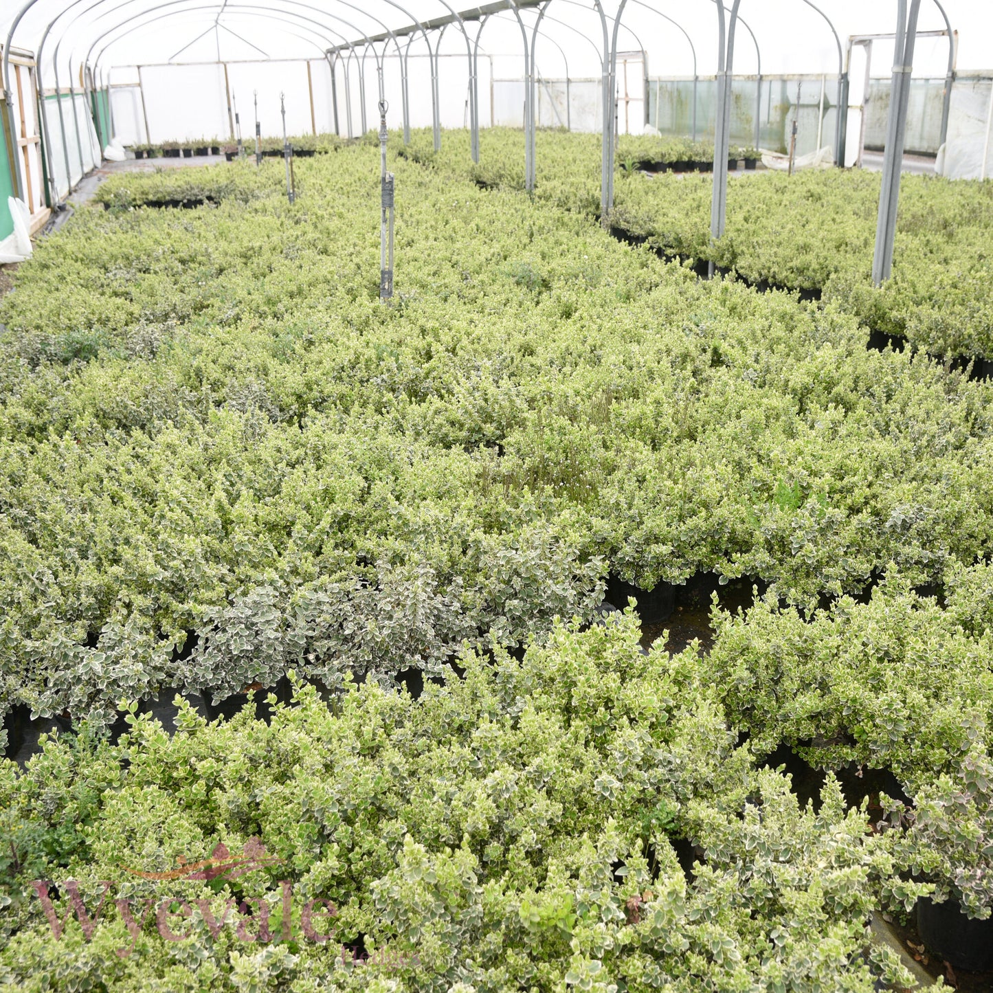 Euonymus fortunei (Spindle) 'Emerald Gaiety'