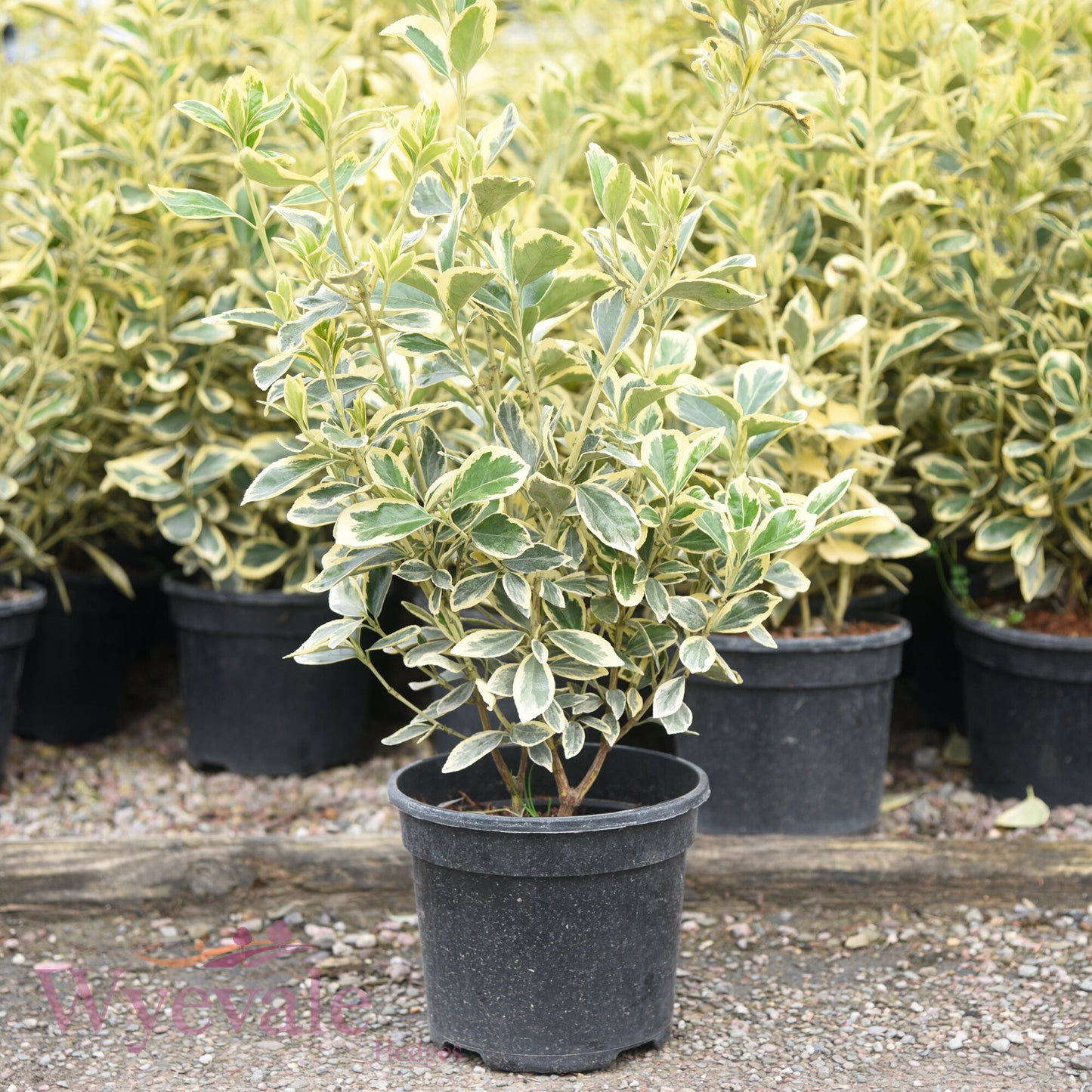 Euonymus japonicus (Japanese Spindle) 'Bravo'
