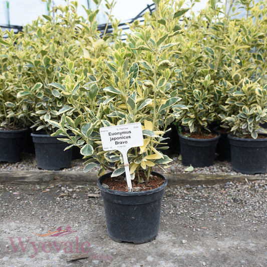Euonymus japonicus (Japanese Spindle) 'Bravo'