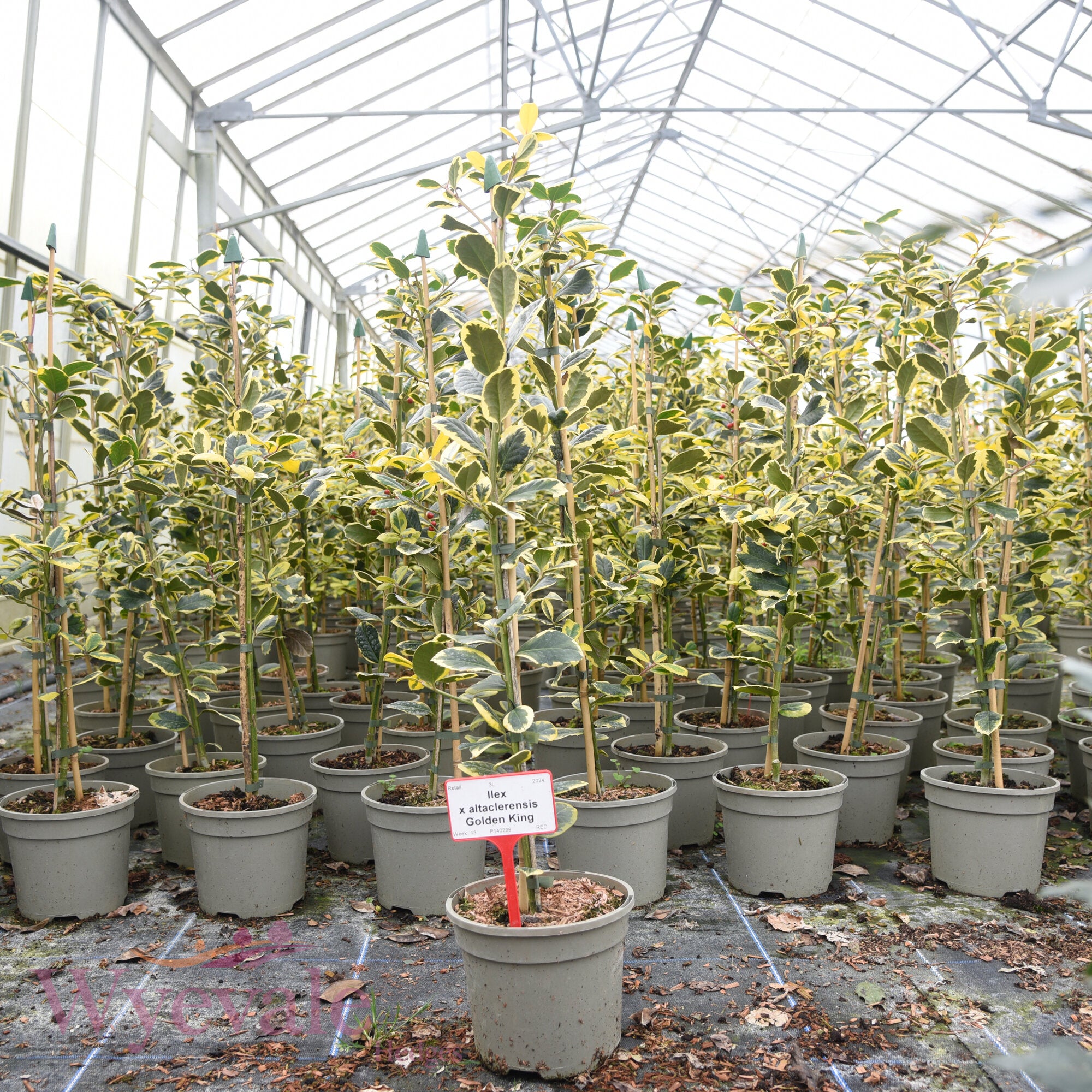 Ilex x altaclerensis (Holly) 'Golden King'