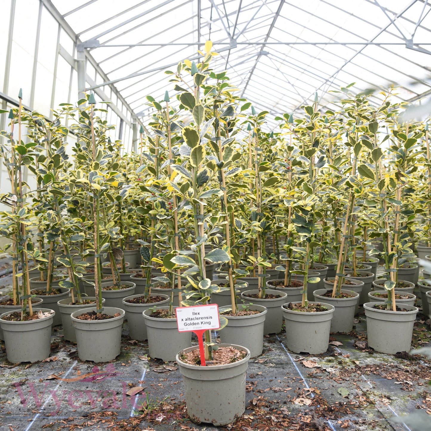 Ilex x altaclerensis (Holly) 'Golden King'