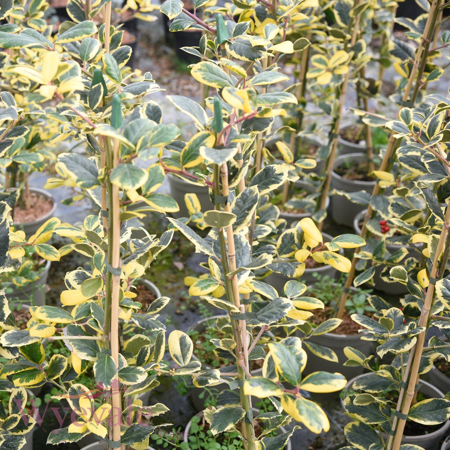 Ilex x altaclerensis (Holly) 'Golden King'