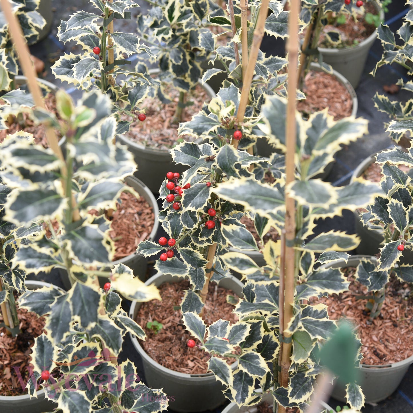 Ilex aquifolium (Holly) 'Argentea Marginata'