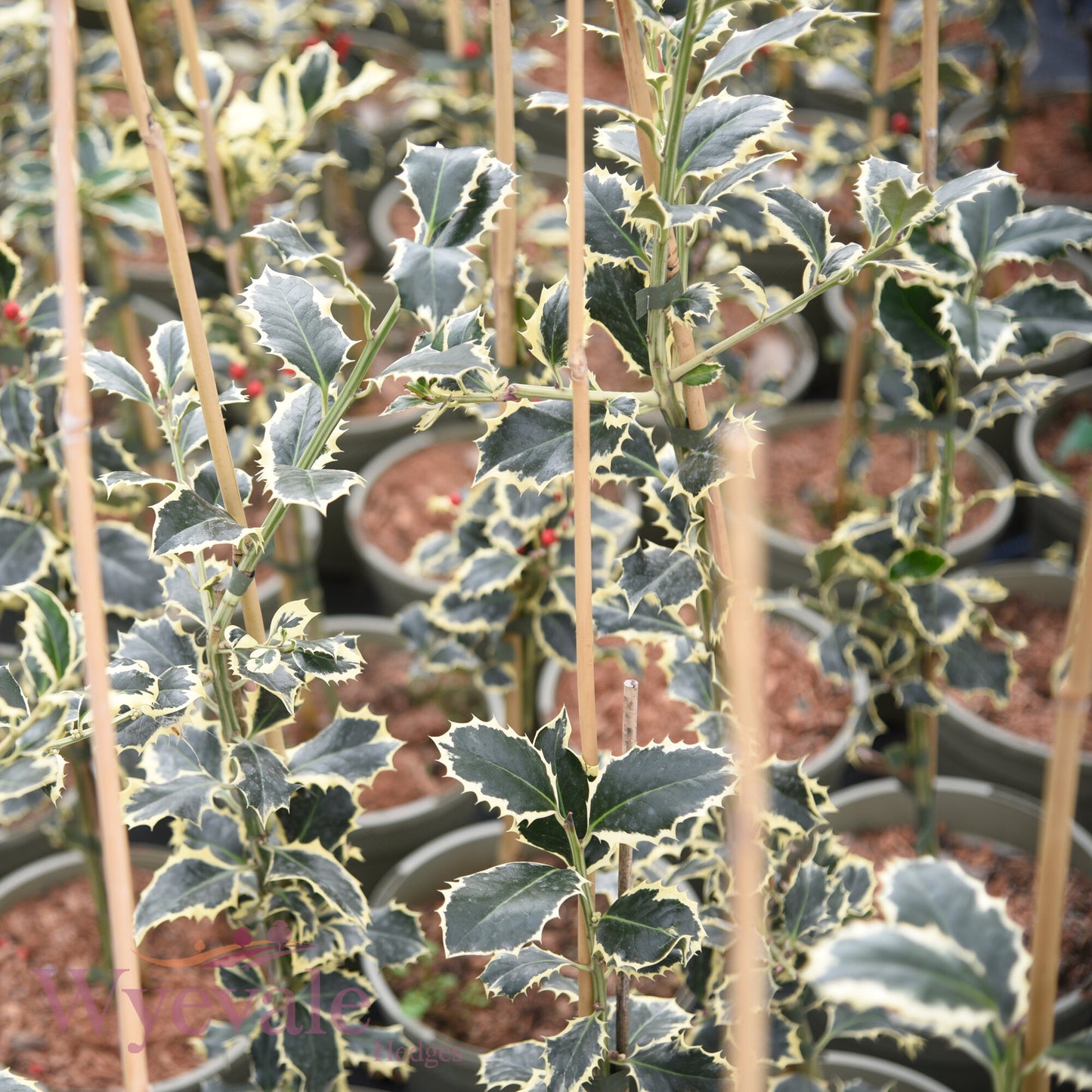 Ilex aquifolium (Holly) 'Argentea Marginata'