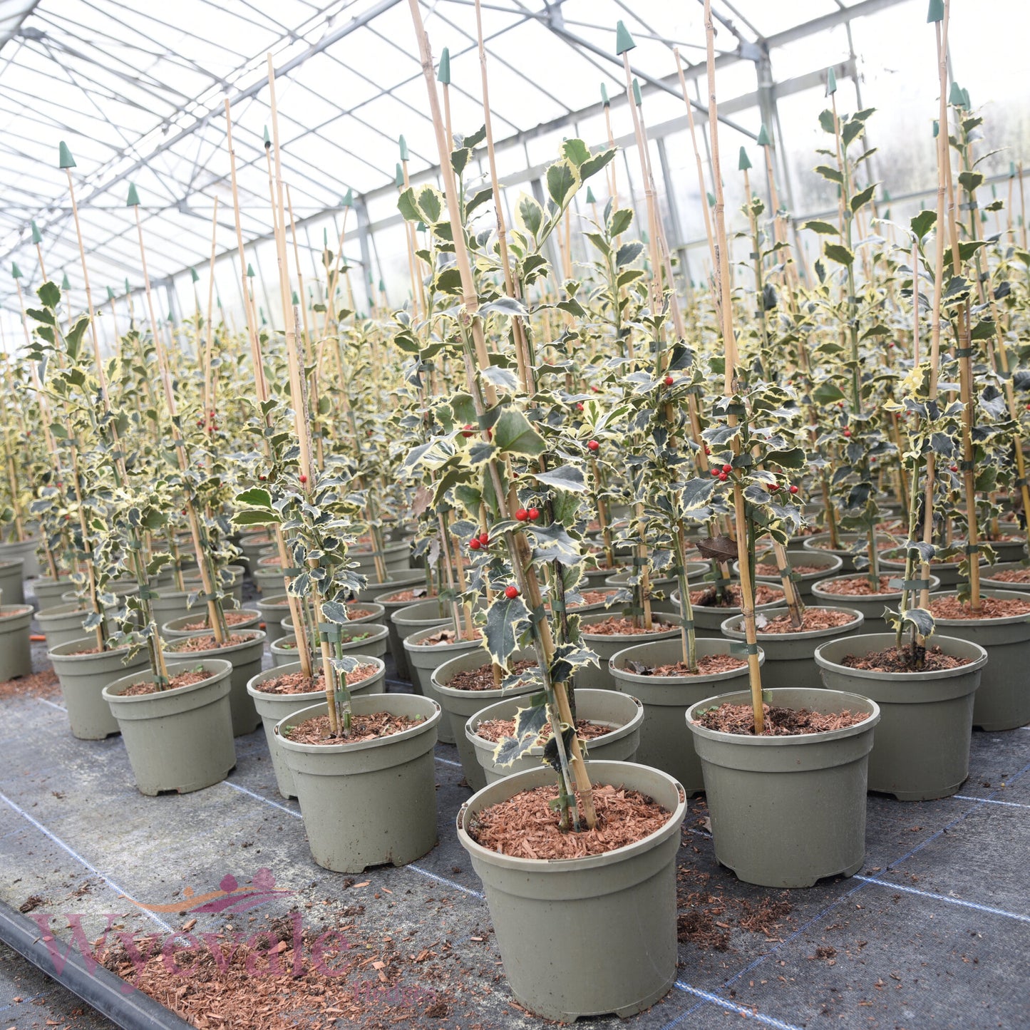 Ilex aquifolium (Holly) 'Argentea Marginata'
