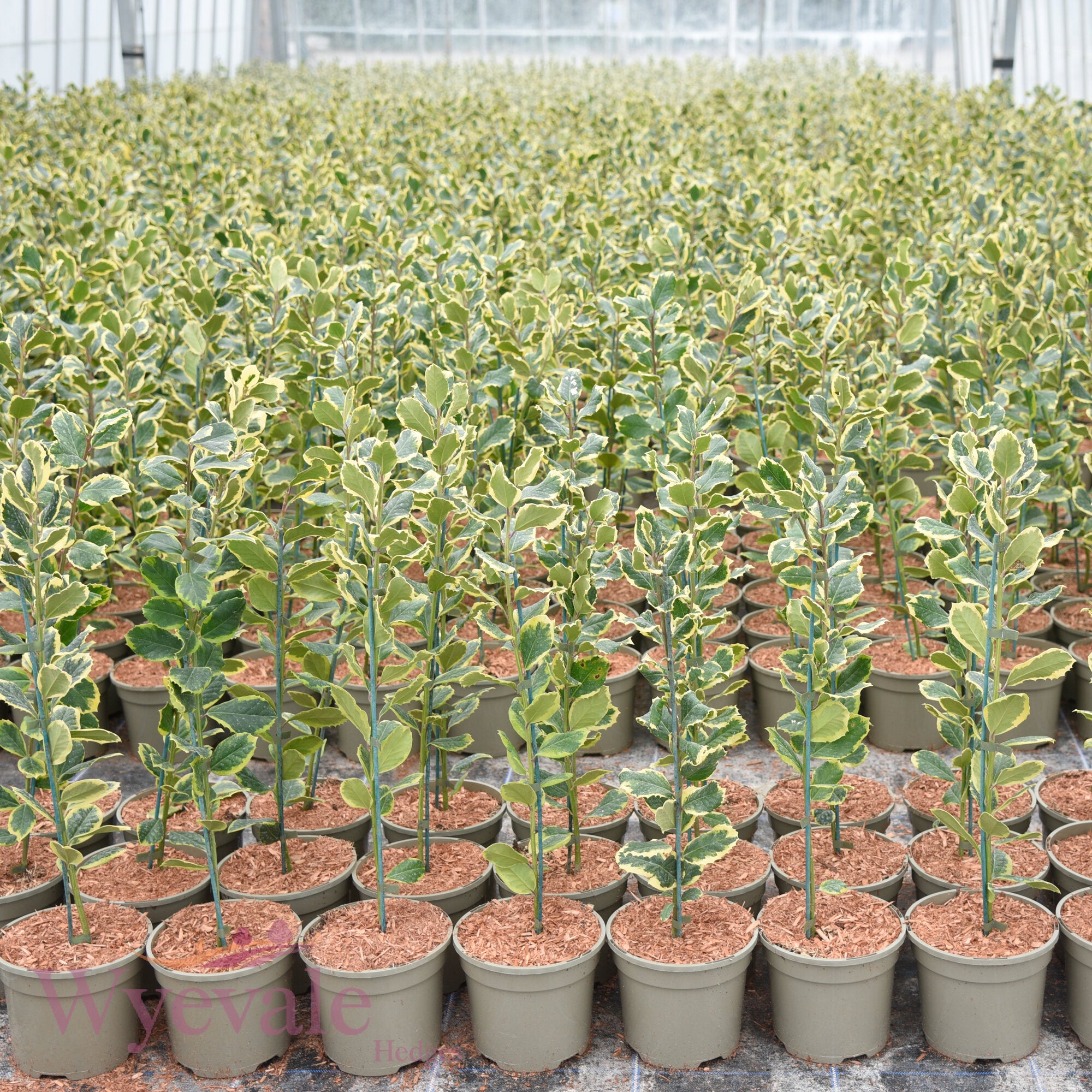 Ilex x altaclerensis (Holly) 'Golden King'