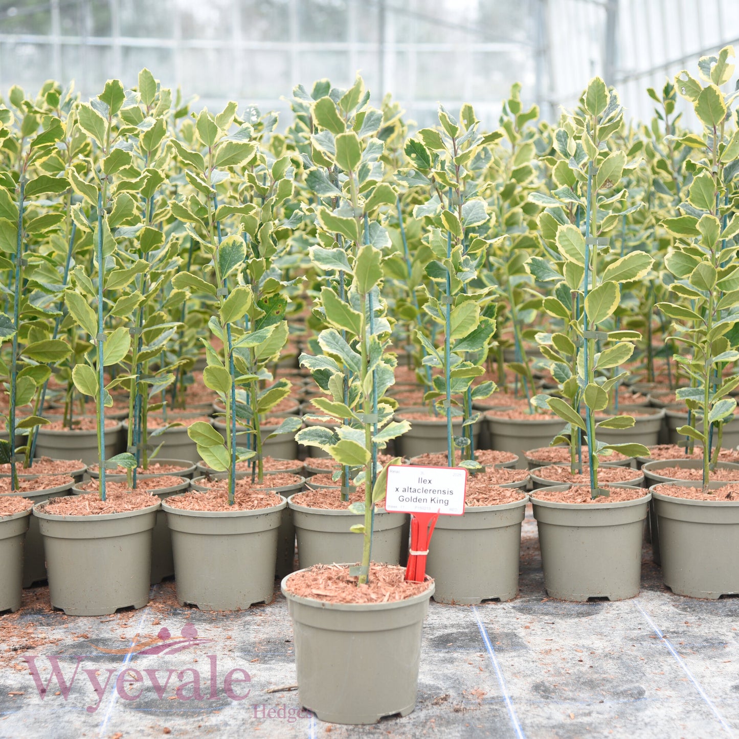 Ilex x altaclerensis (Holly) 'Golden King'