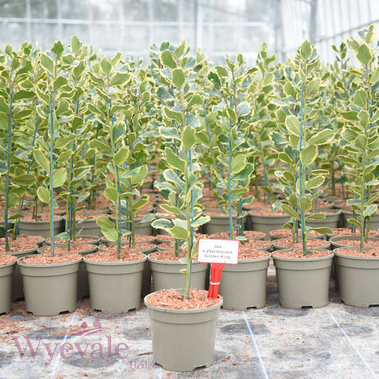 Ilex x altaclerensis (Holly) 'Golden King'