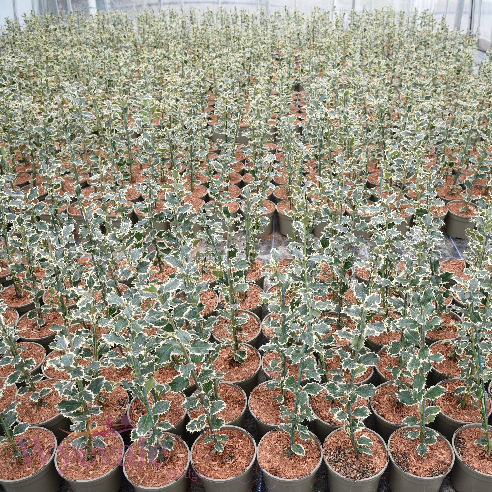 Ilex aquifolium (Holly) 'Argentea Marginata'