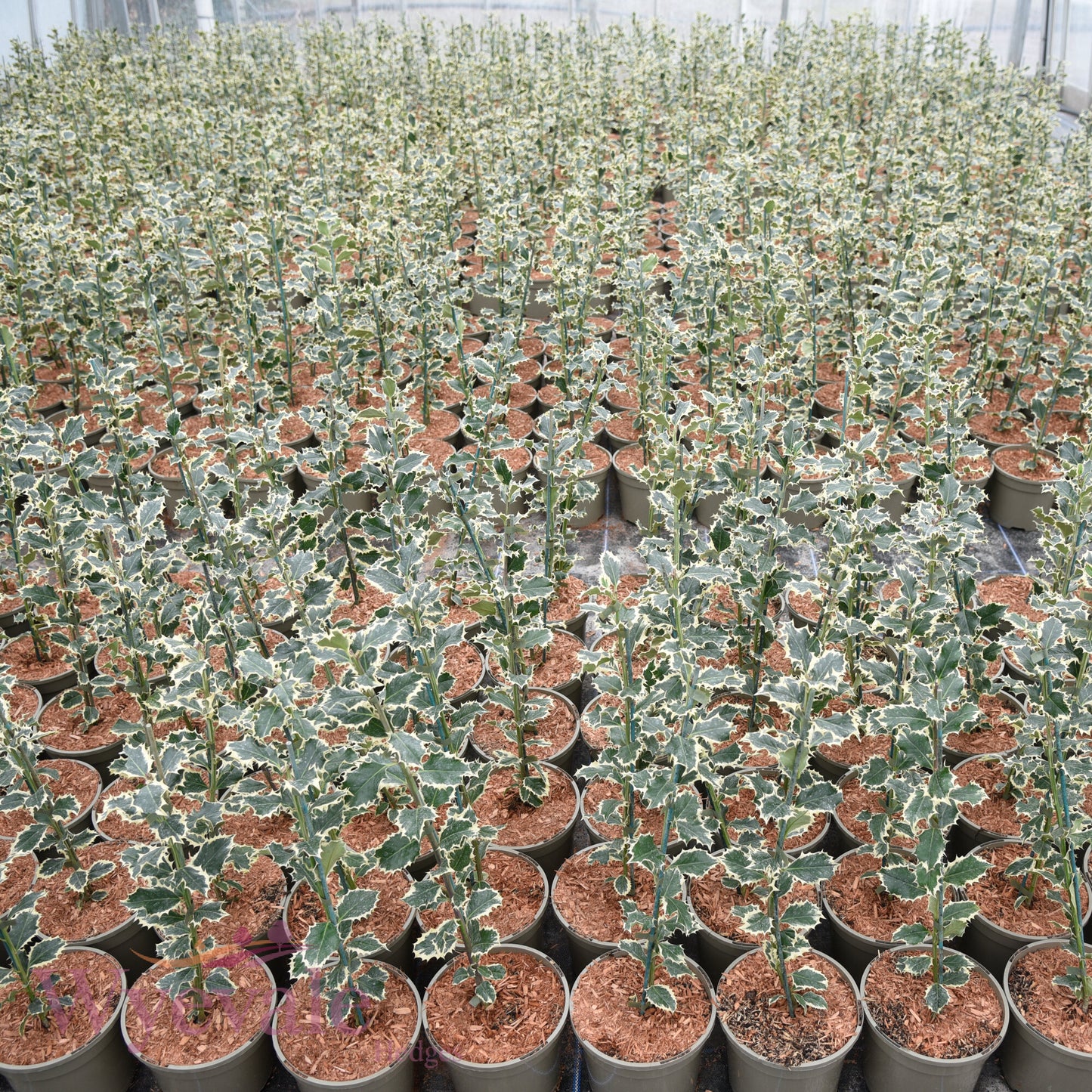 Ilex aquifolium (Holly) 'Argentea Marginata'