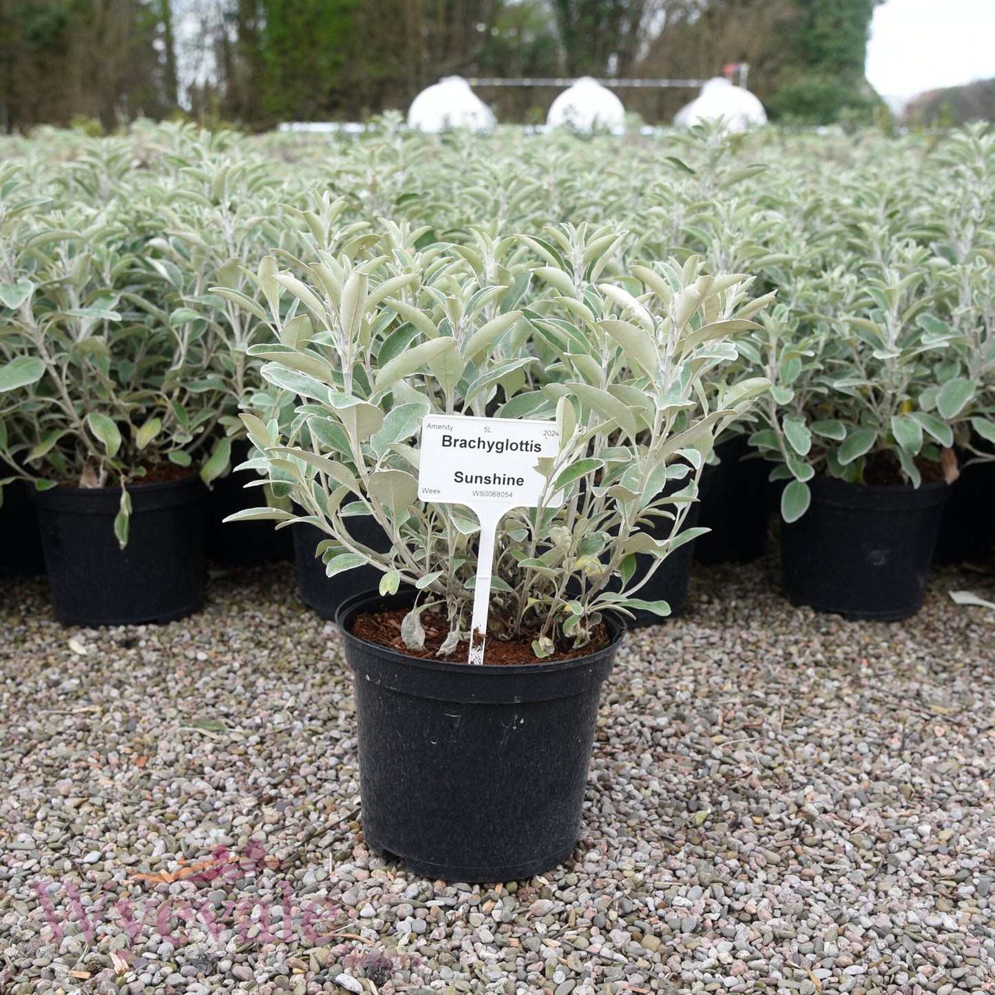 Brachyglottis 'Sunshine'