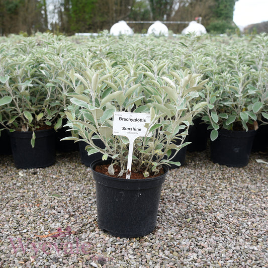 Brachyglottis 'Sunshine'