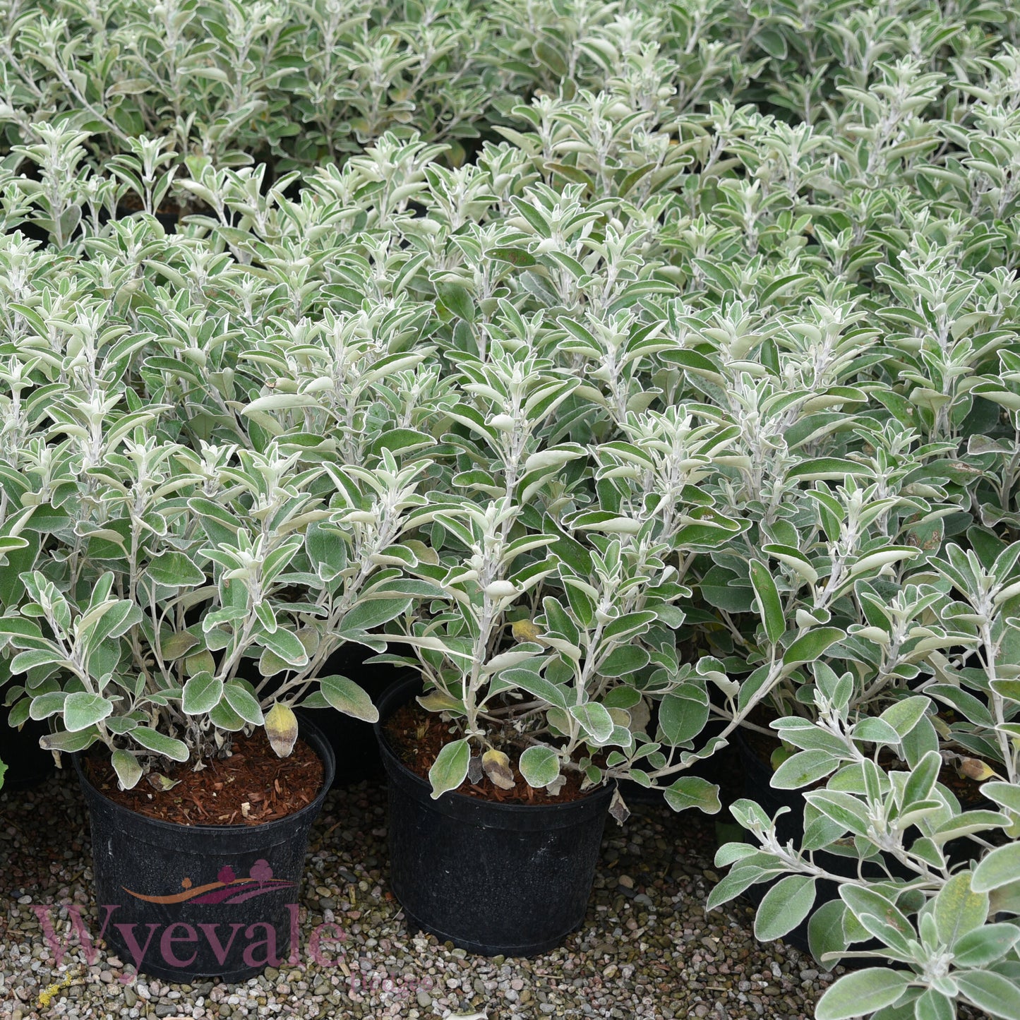 Brachyglottis 'Sunshine'