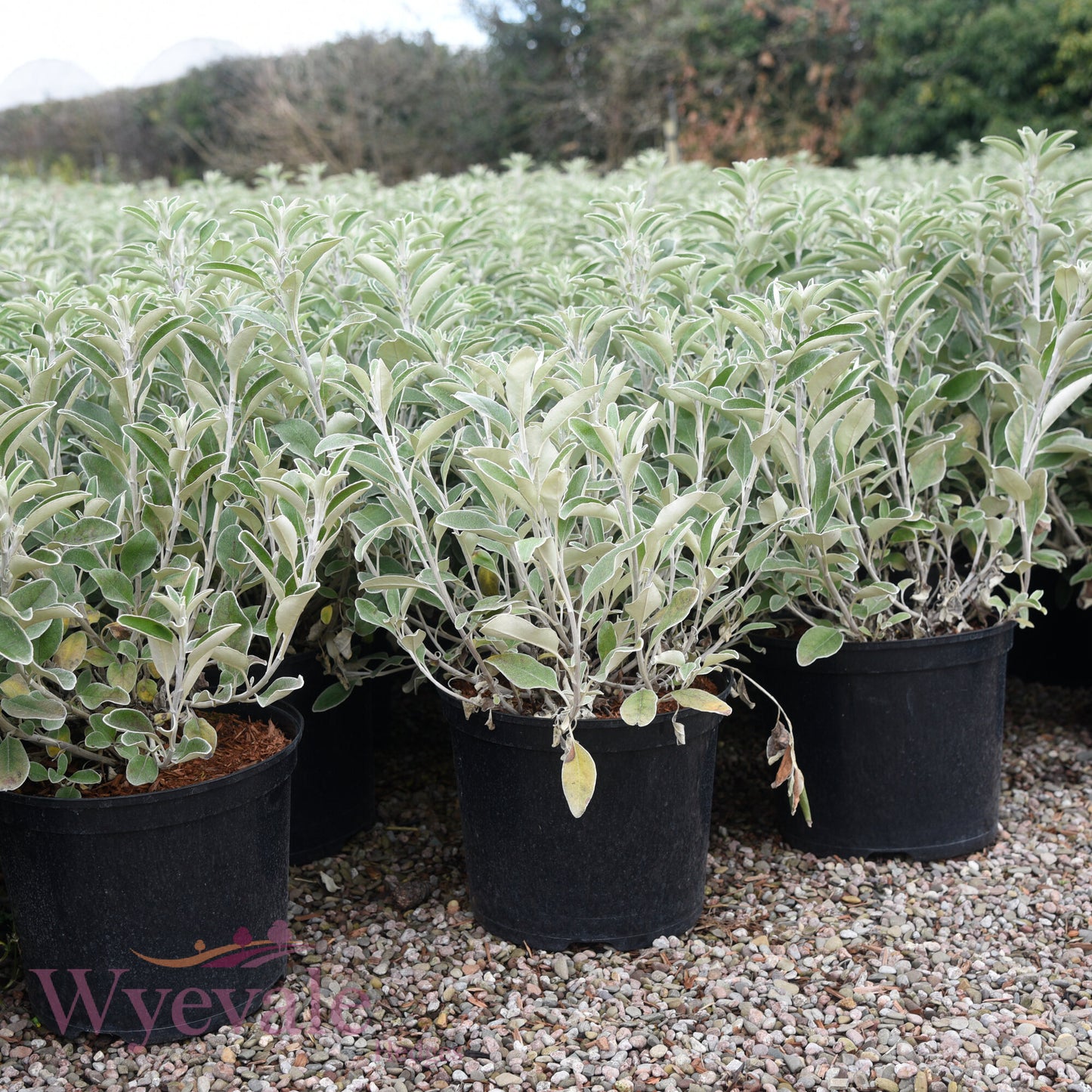 Brachyglottis 'Sunshine'