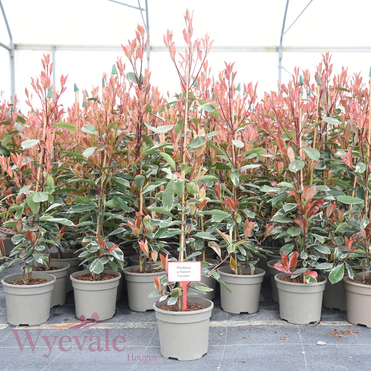 Photinia x fraseri (Red Robin) 'Louise'