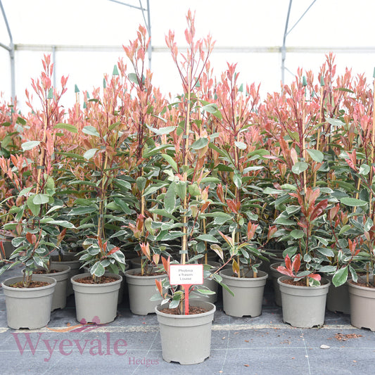 Photinia x fraseri (Red Robin) 'Louise'