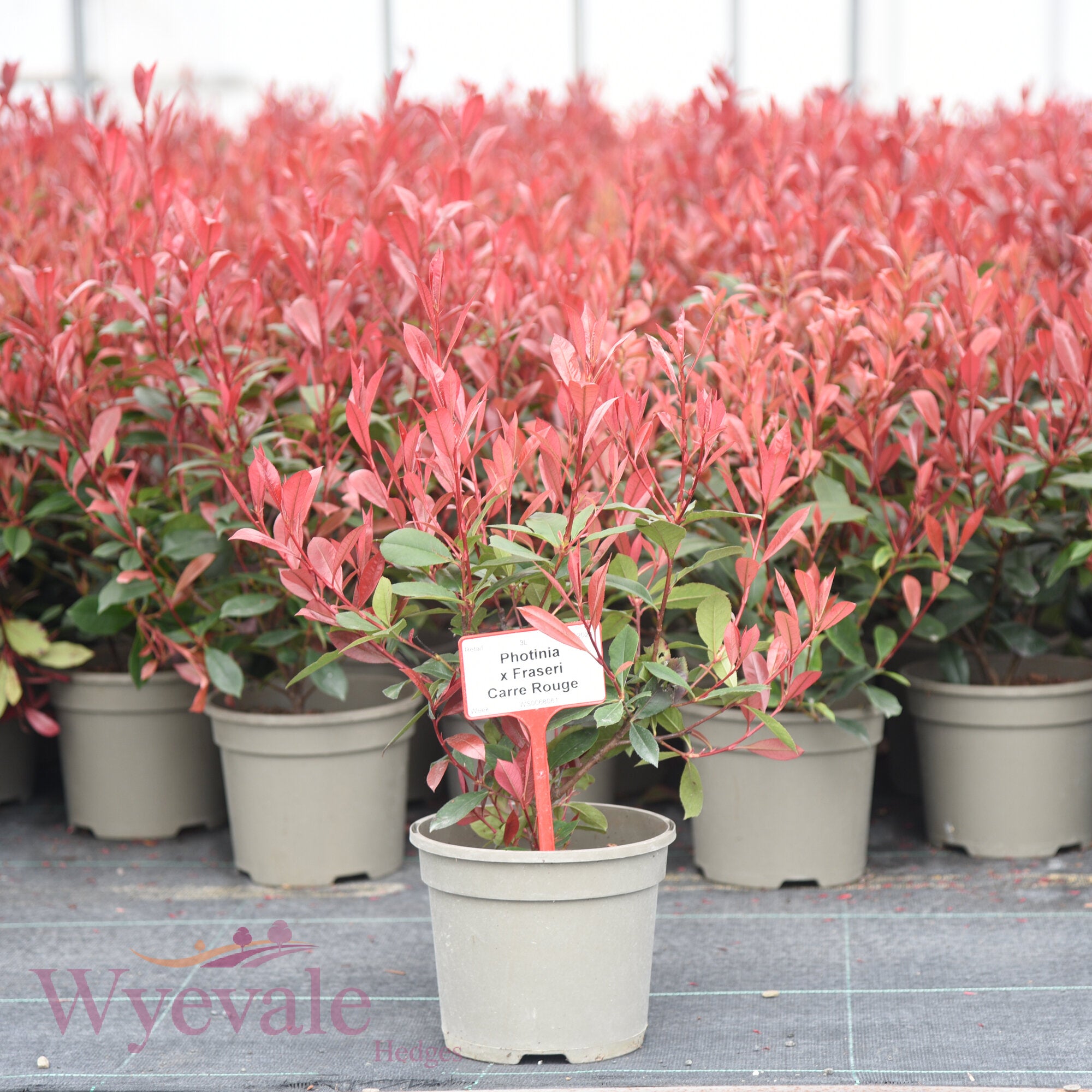 Photinia x fraseri (Red robin) 'Carre Rouge'