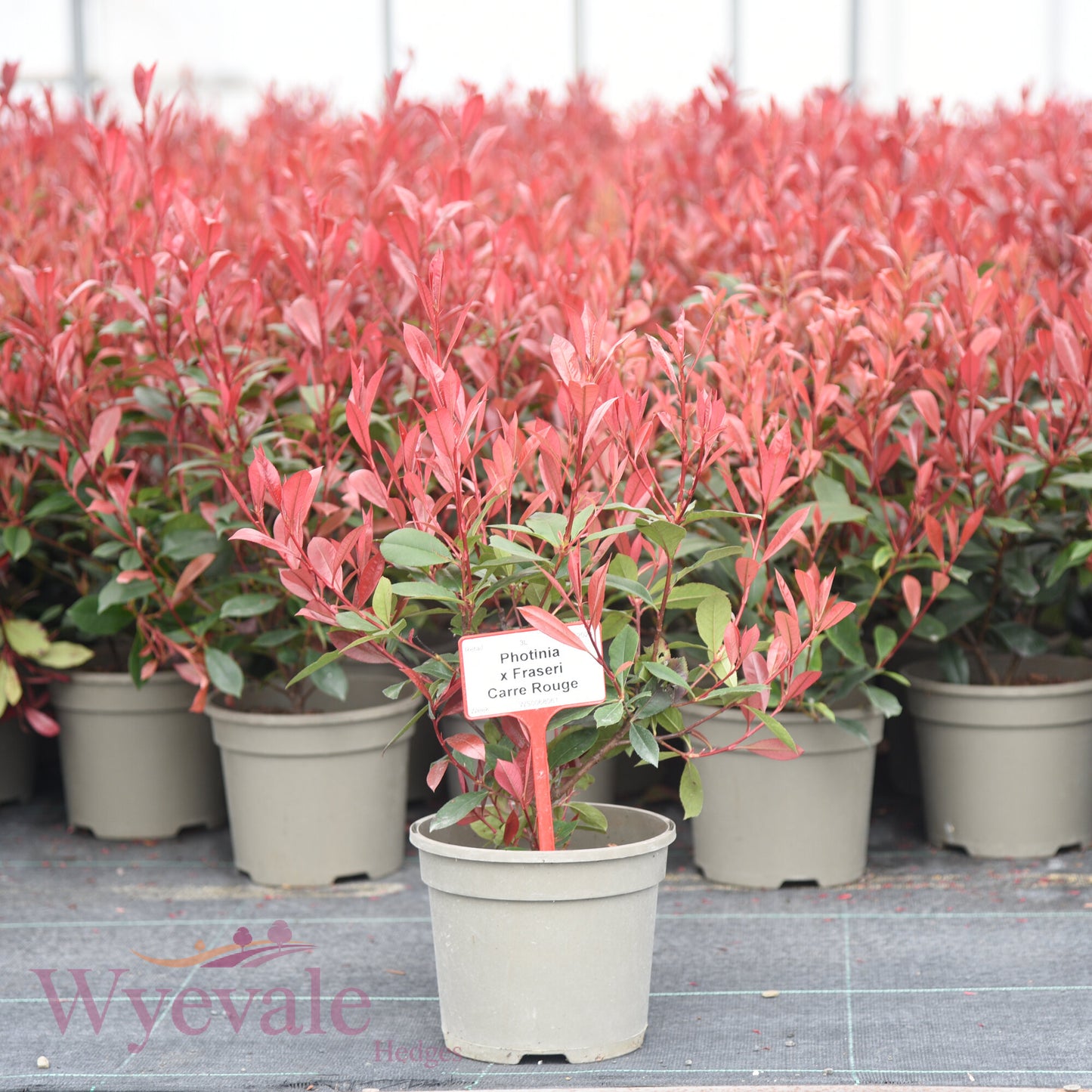 Photinia x fraseri (Red robin) 'Carre Rouge'
