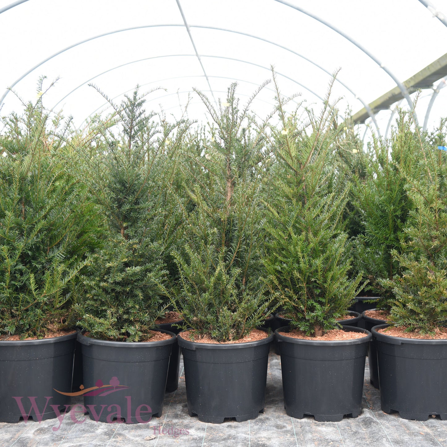 Taxus baccata (Yew)