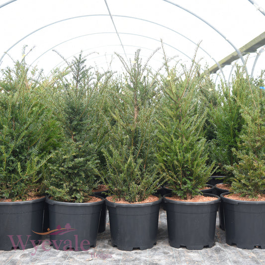 Taxus baccata (Yew)